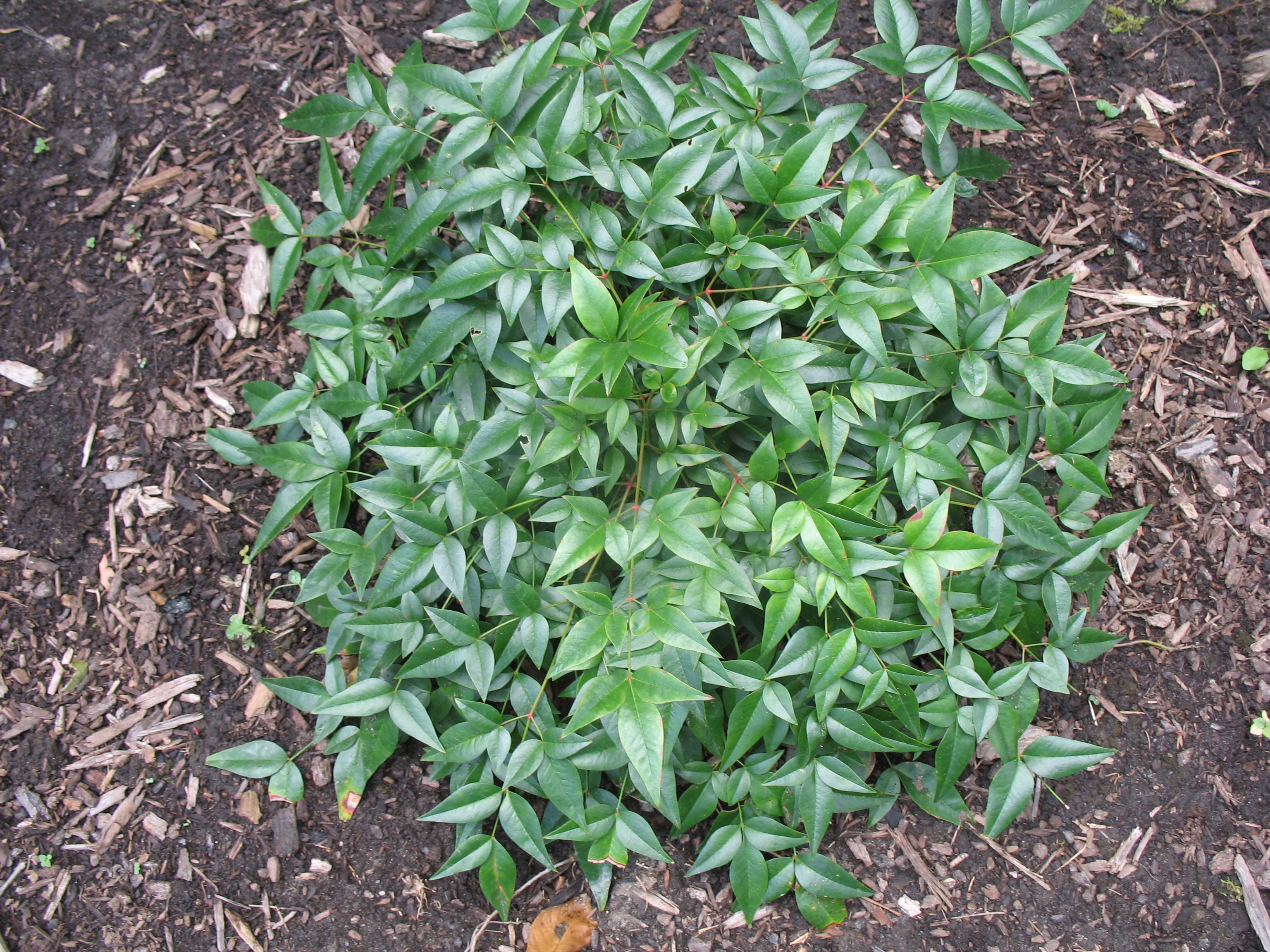 Nandina domestica 'Jaytee'  / Jaytee Nandina