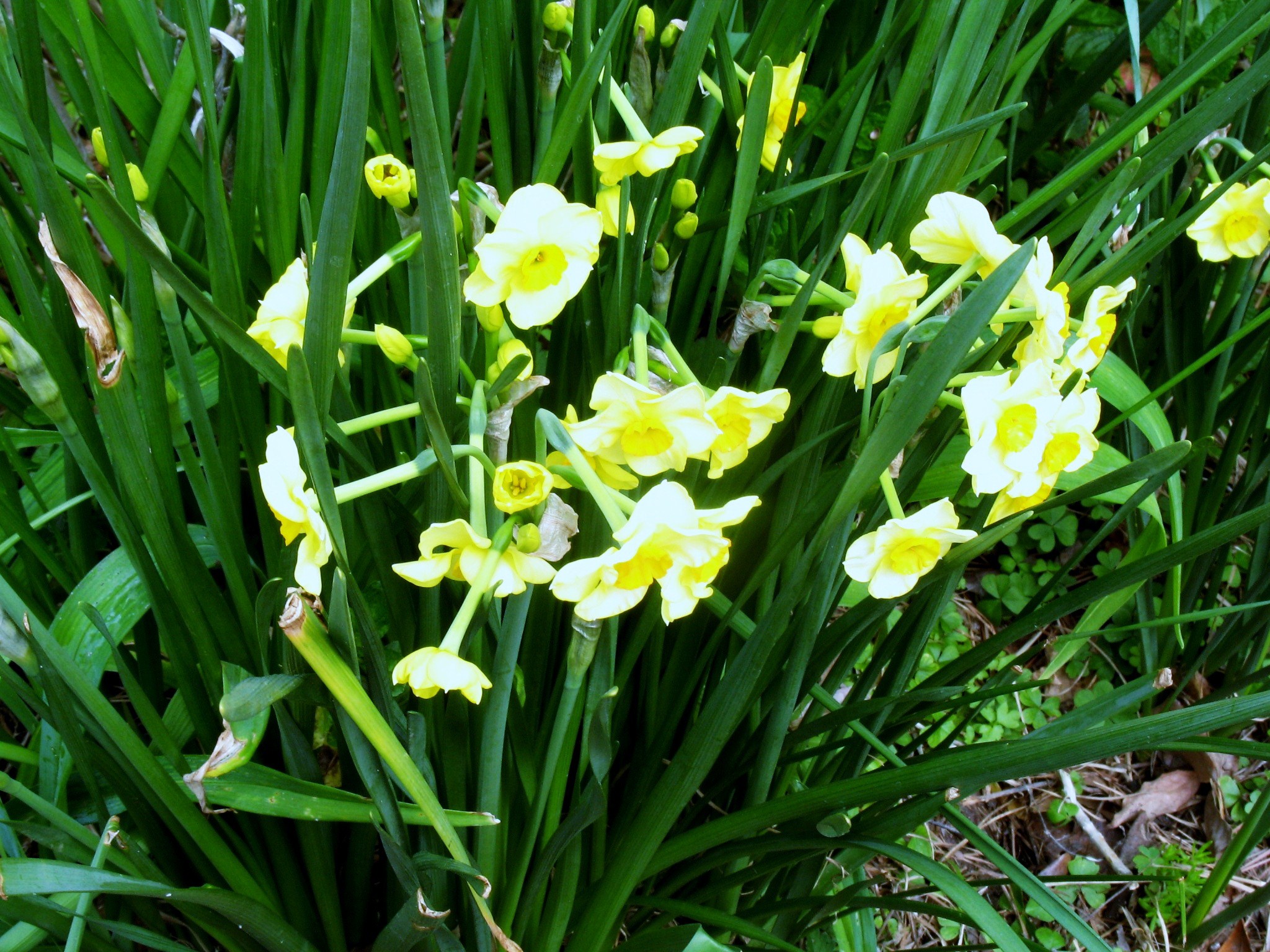 Narcissus 'Golden Dawn' / Golden Dawn Narcissus