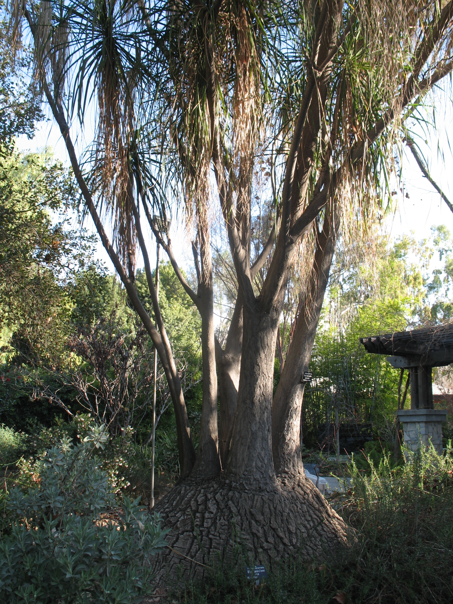 Nolina recurvata, Beaicarmea recurvata / Pony Tail Palm, Elephant-foot Tree,