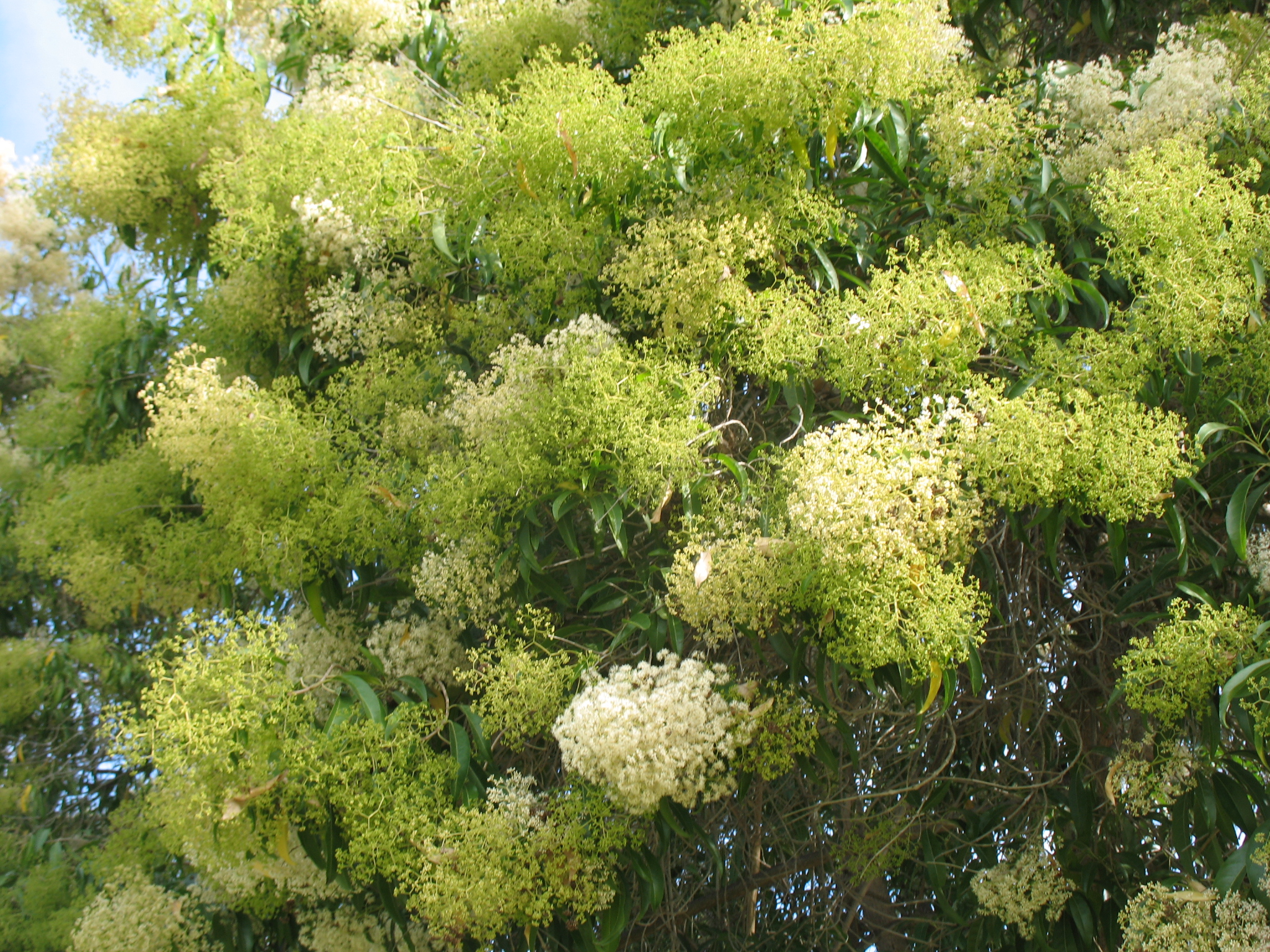 Nuxia floribunda  / Forest Elder, Forest Auxia, Wild Elder