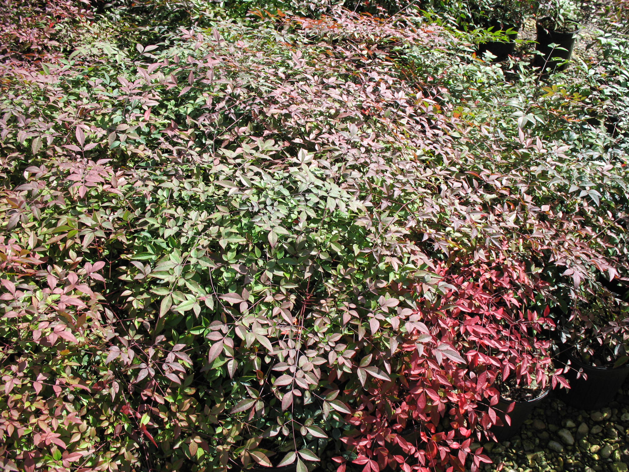 Nandina domestica 'Compacta'  / Compact Nandina