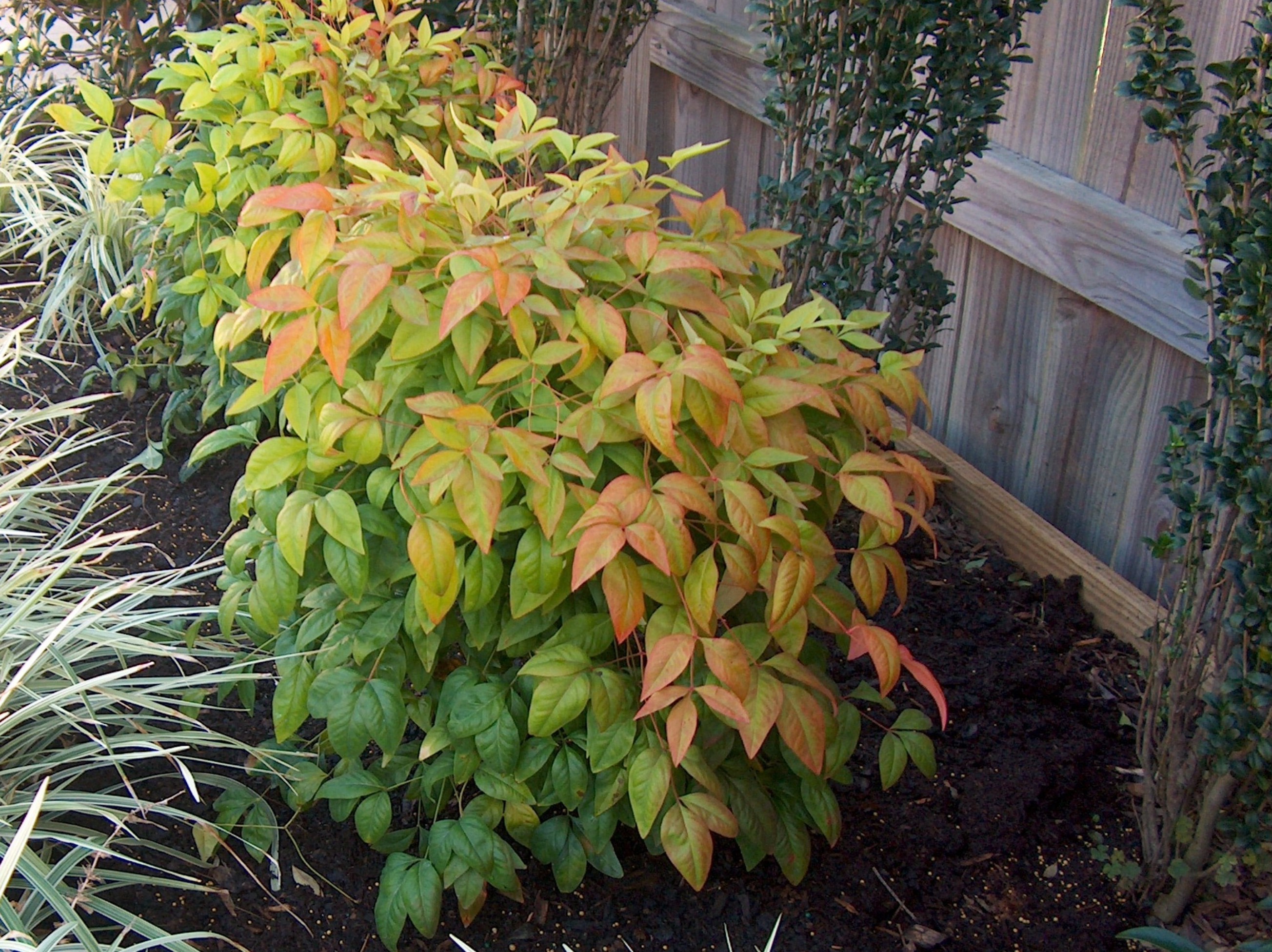 Nandina domestica 'Fire Power'  / Nandina domestica 'Fire Power' 