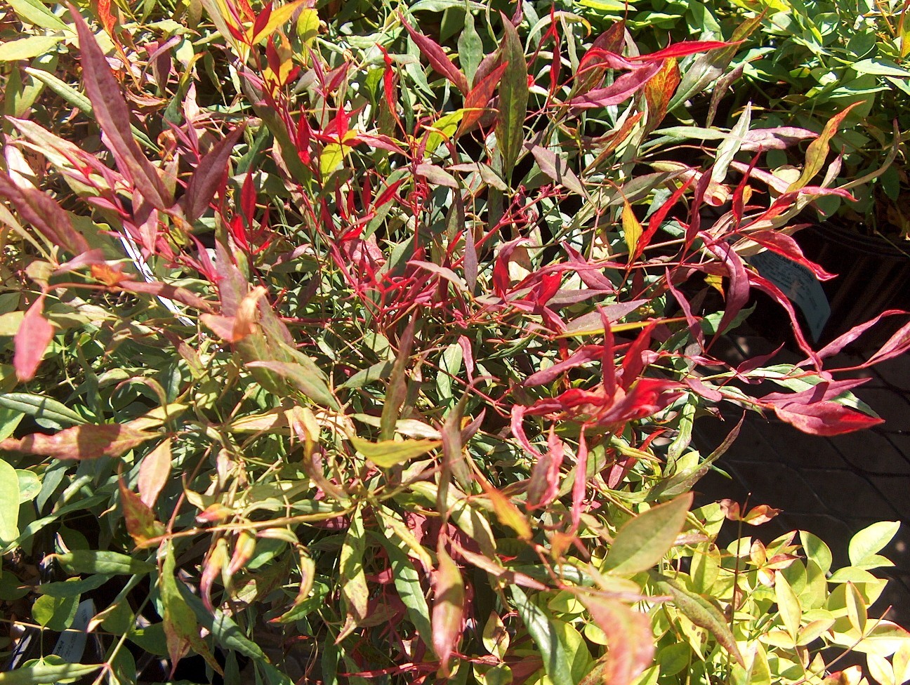 Nandina domestica  / Nandina domestica 