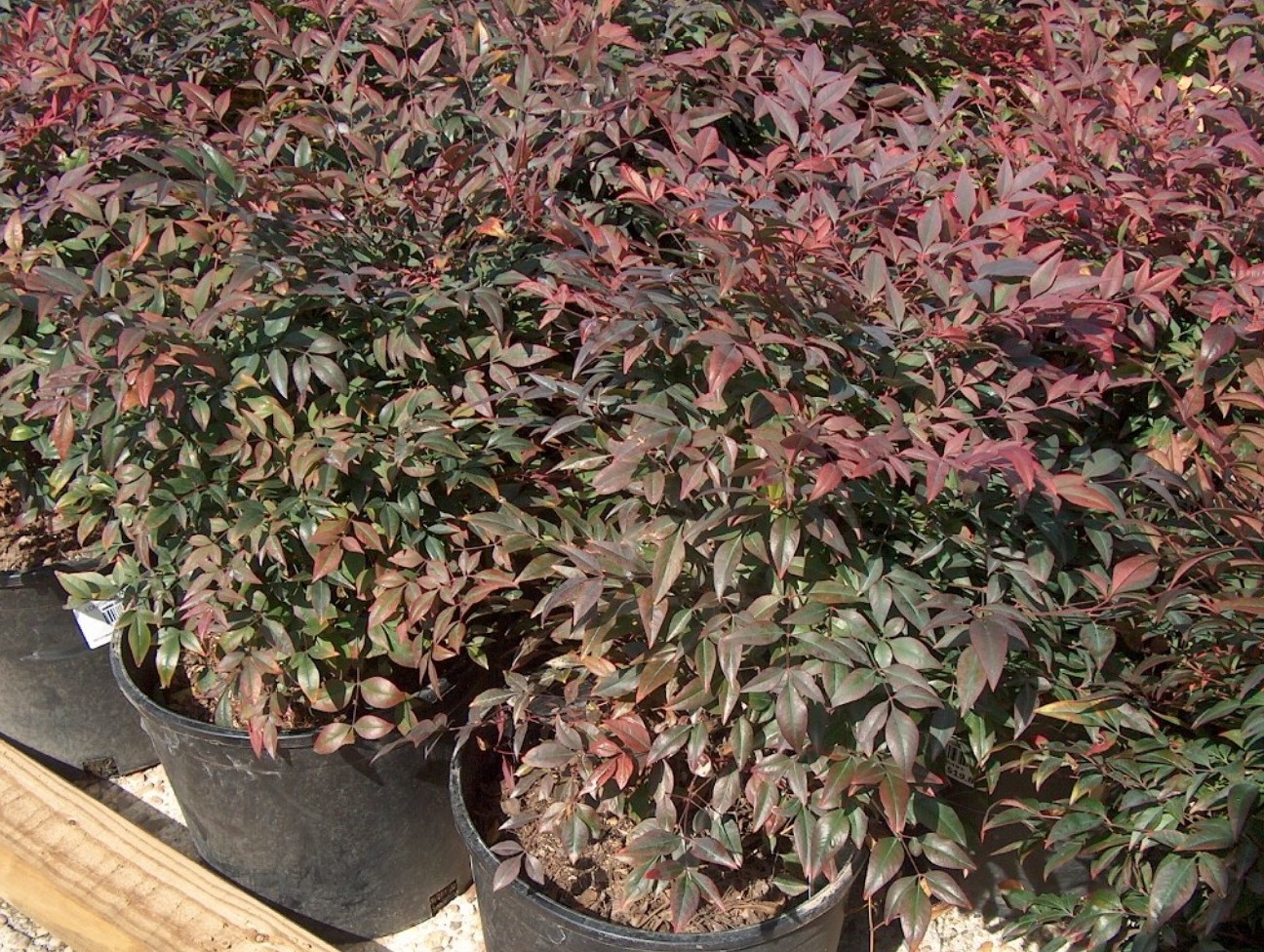 Nandina domestica 'Greray'  / Nandina domestica 'Greray' 