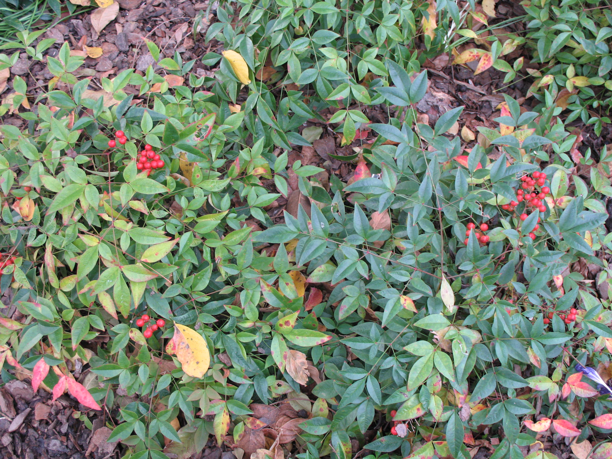 Nandina domestica 'Harbor Dwarf'  / Harbor Dwarf Nandina