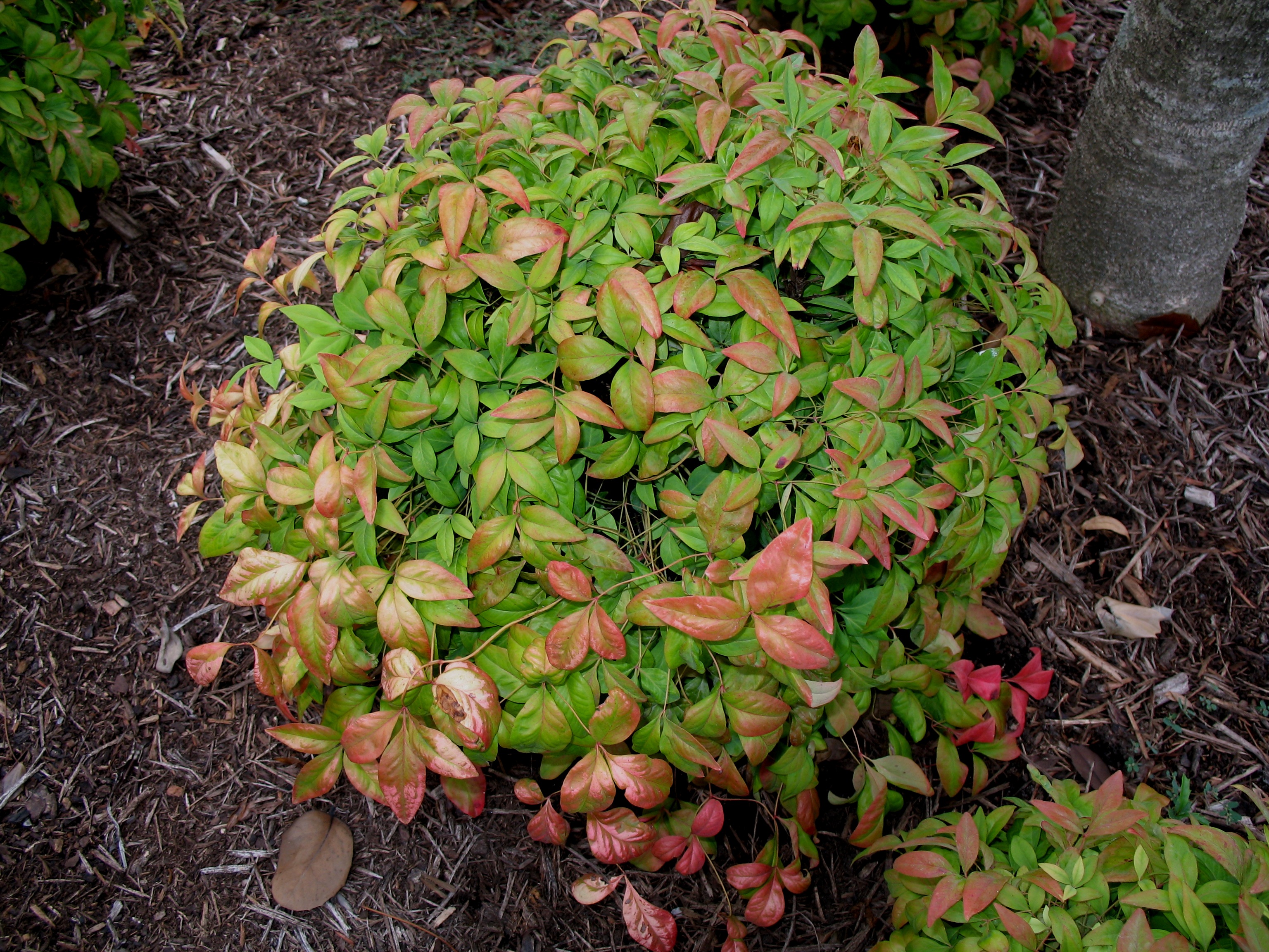 Nandina domestica 'Pygmaea'  / Nandina domestica 'Pygmaea' 