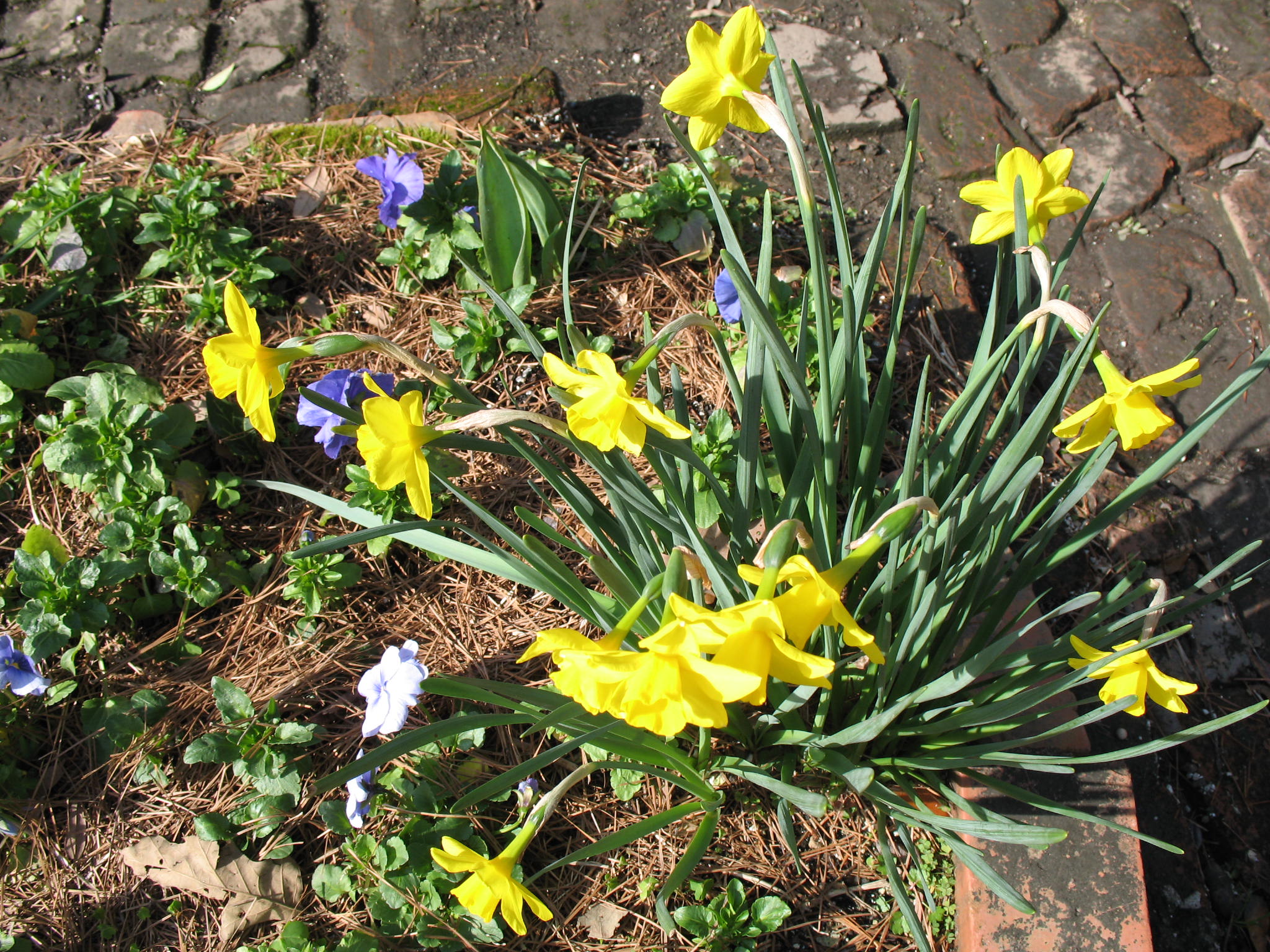 Narcissus 'February Gold'  / February Gold Daffodil