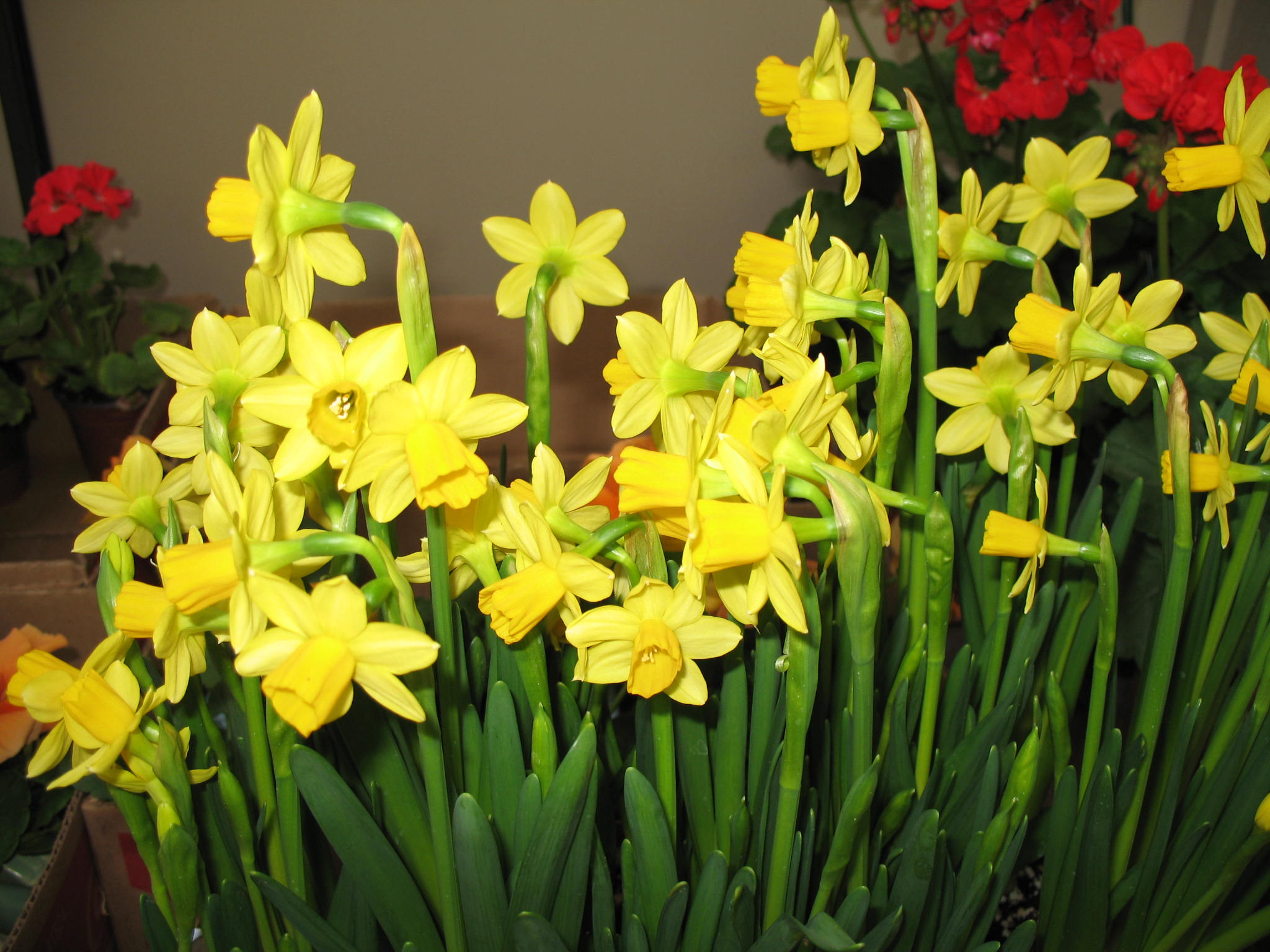 Narcissus jonquilla 'Tete-a-Tete'  / Tete-A-Tete Jonquilla