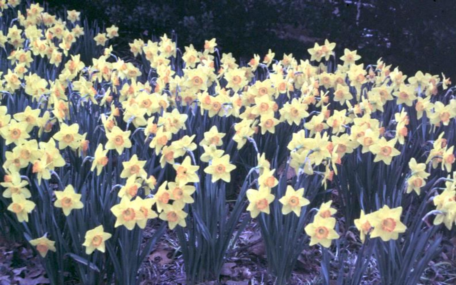 Narcissus pseudonarcissus  / Daffodil