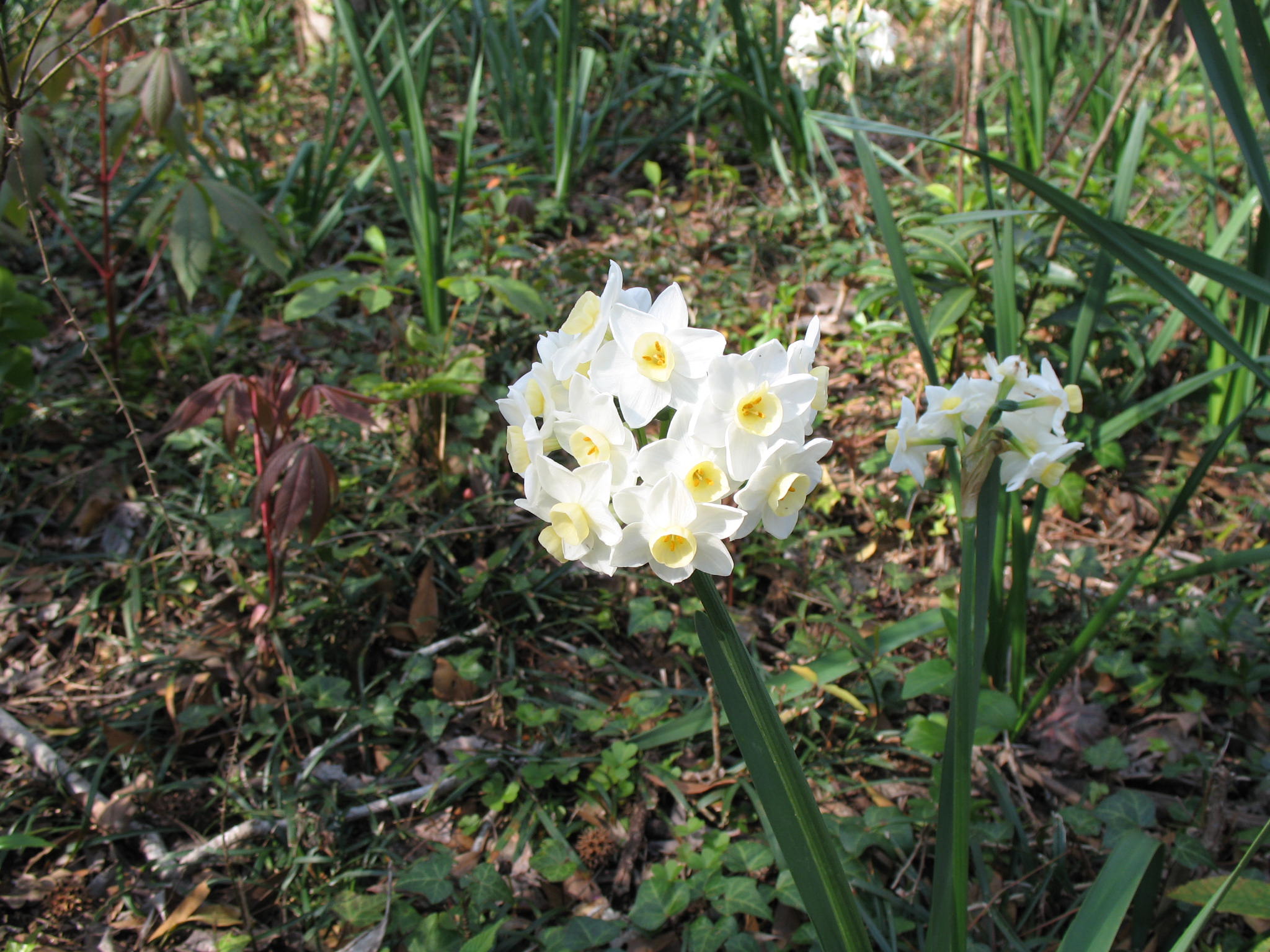 Narcissus tazetta 'Grand Primo'  / Narcissus tazetta 'Grand Primo' 