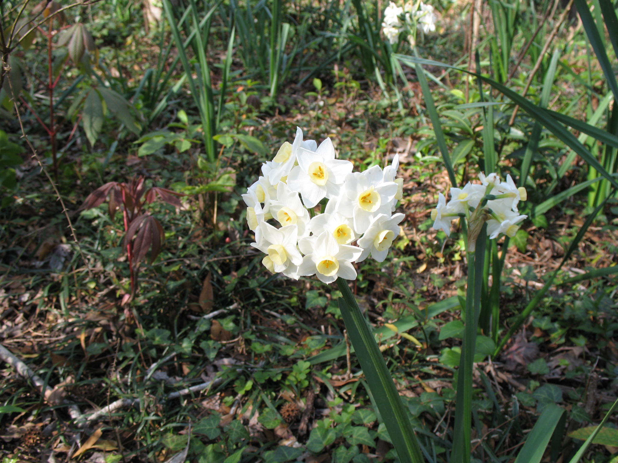 Narcissus tazetta 'Grand Primo'  / Grand Primo Narcissus