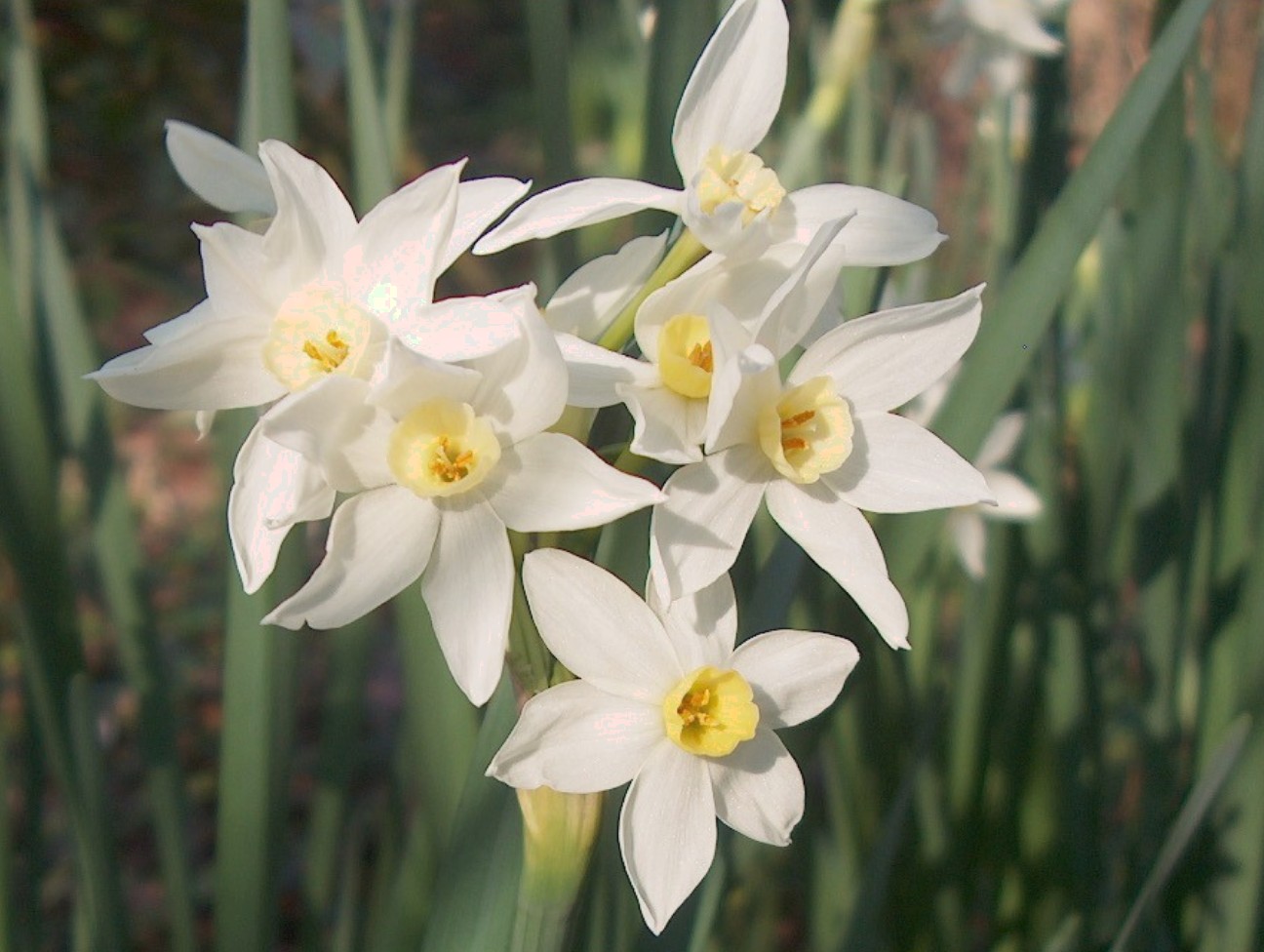 Narcissus tazetta 'Paperwhite'  / Narcissus tazetta 'Paperwhite' 