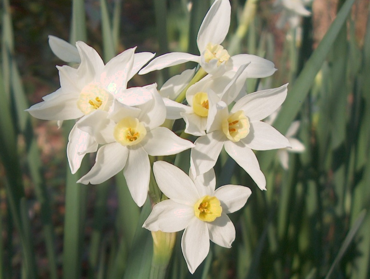 Narcissus+Flower  Plant Guide  Narcissus tazetta 39;Paperwhite 