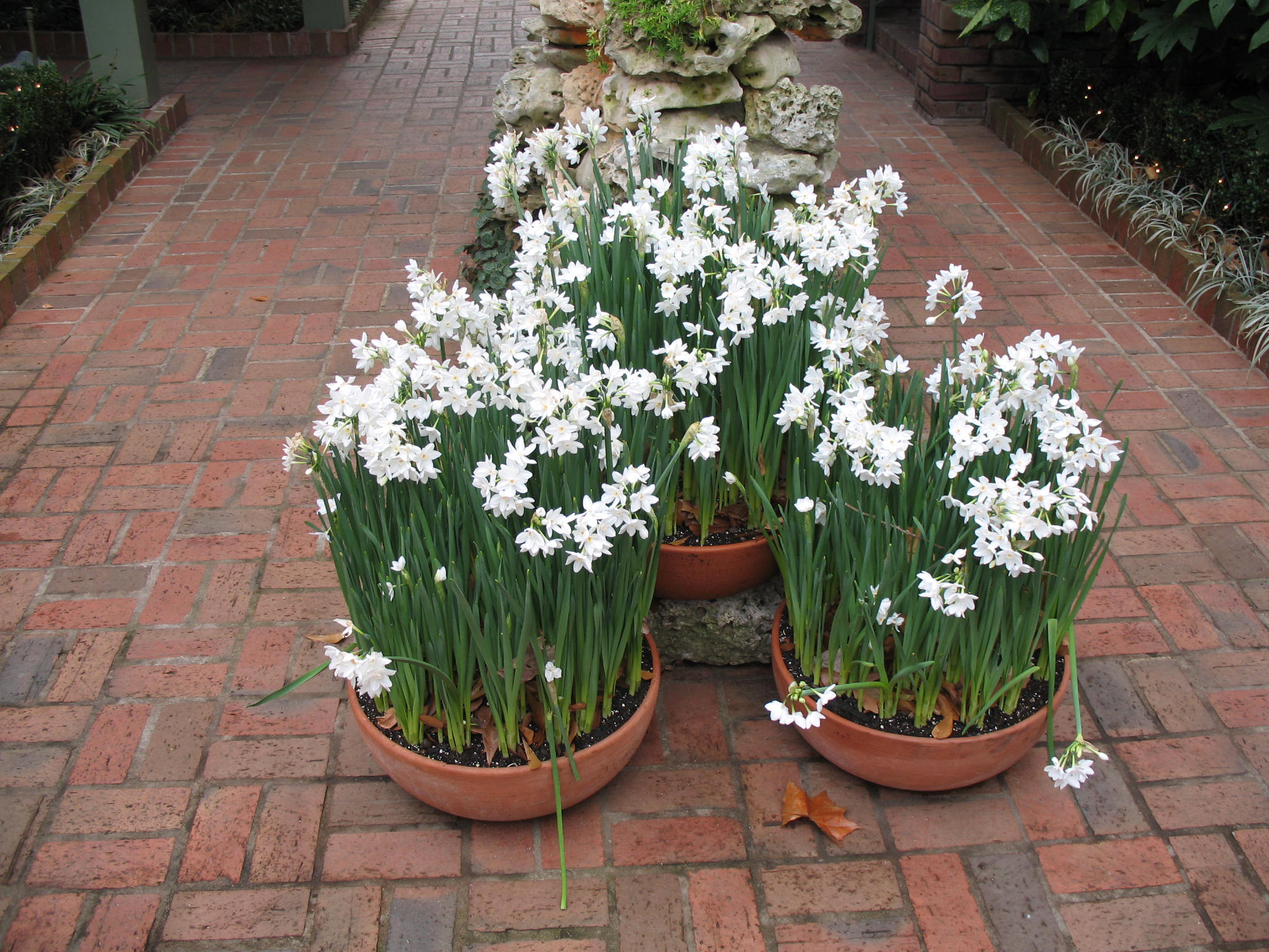 Narcissus tazetta  / Narcissus tazetta 