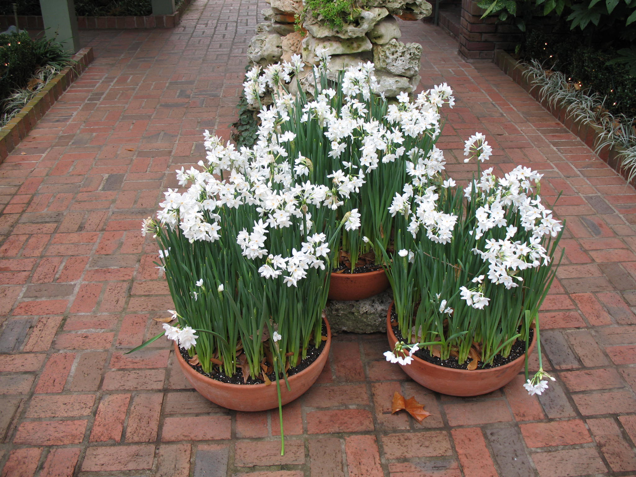 Narcissus tazetta  / Narcissus