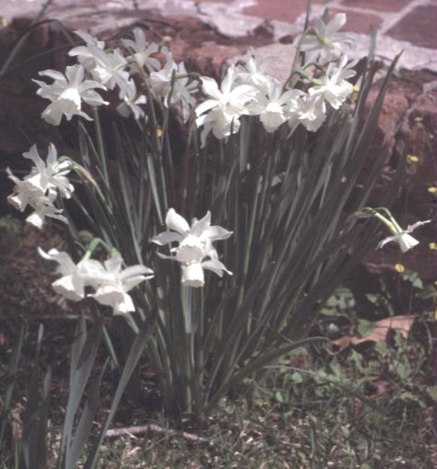 Narcissus triandrus ‘Thalia’  / Thalia Narcissus