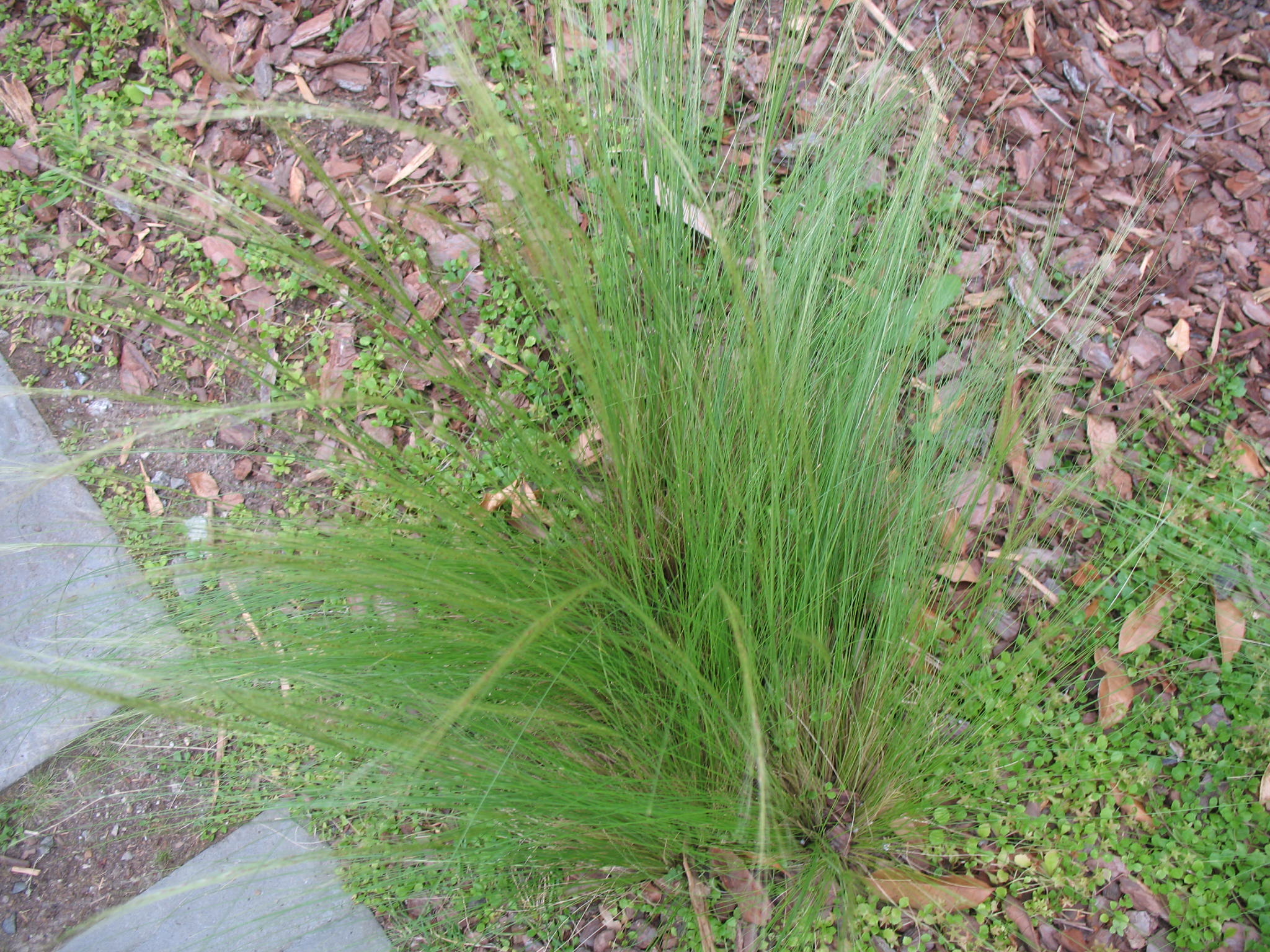 Nassella species  / Needle Grass