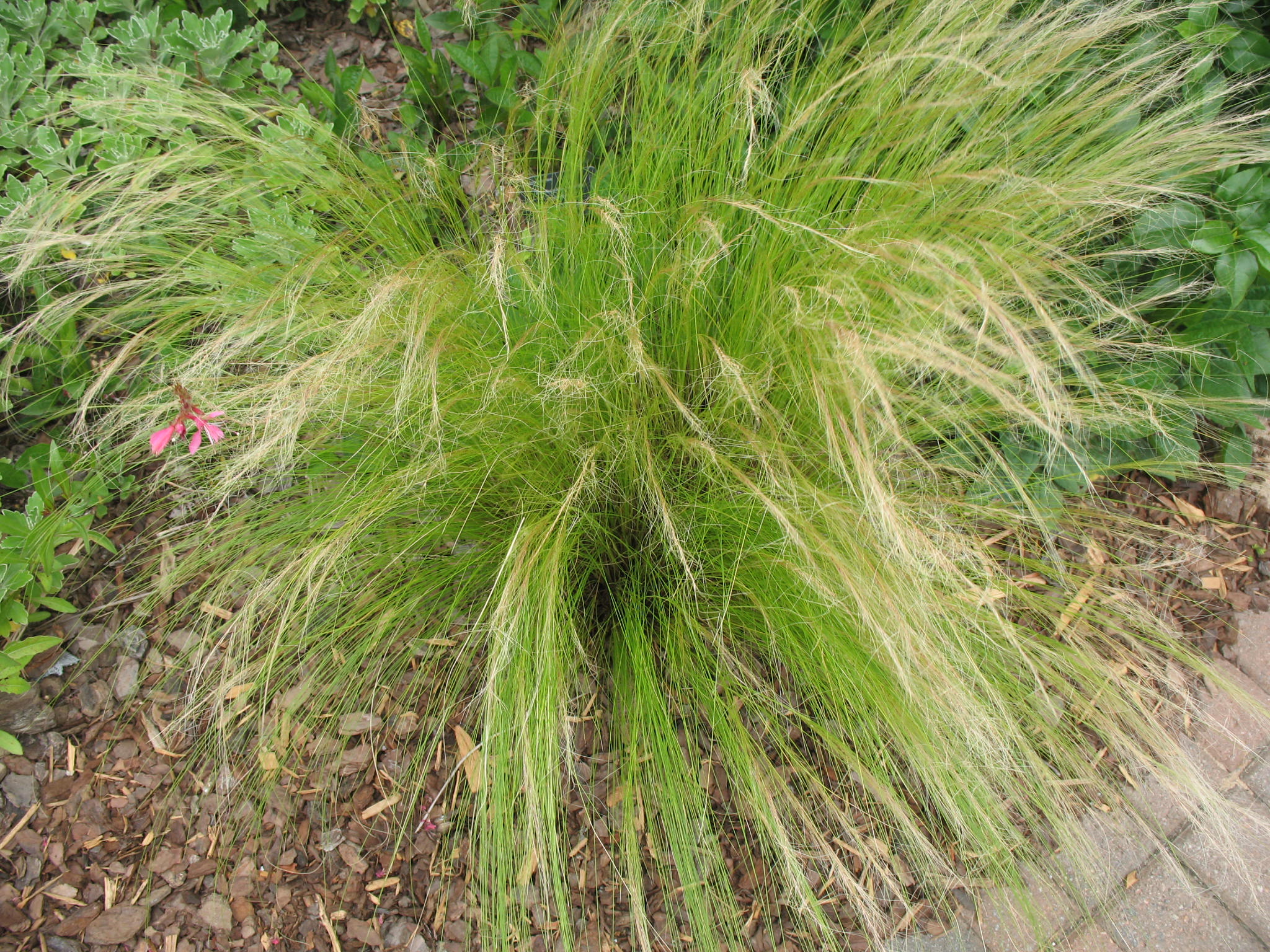 Nassella tenuissima  / Mexican Feather Grass