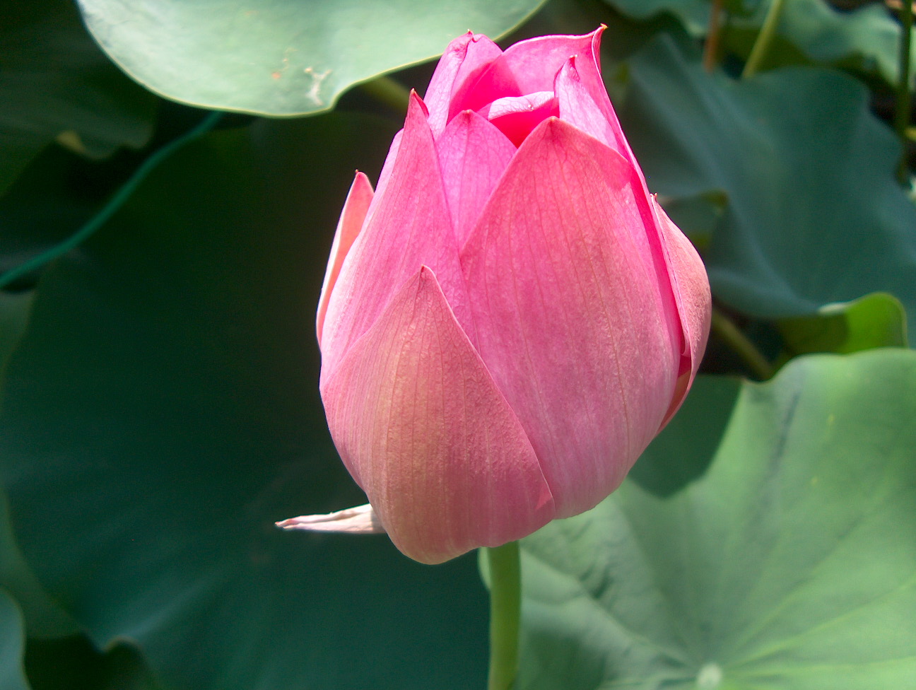 Nelumbo nucifera  / Water Lotus