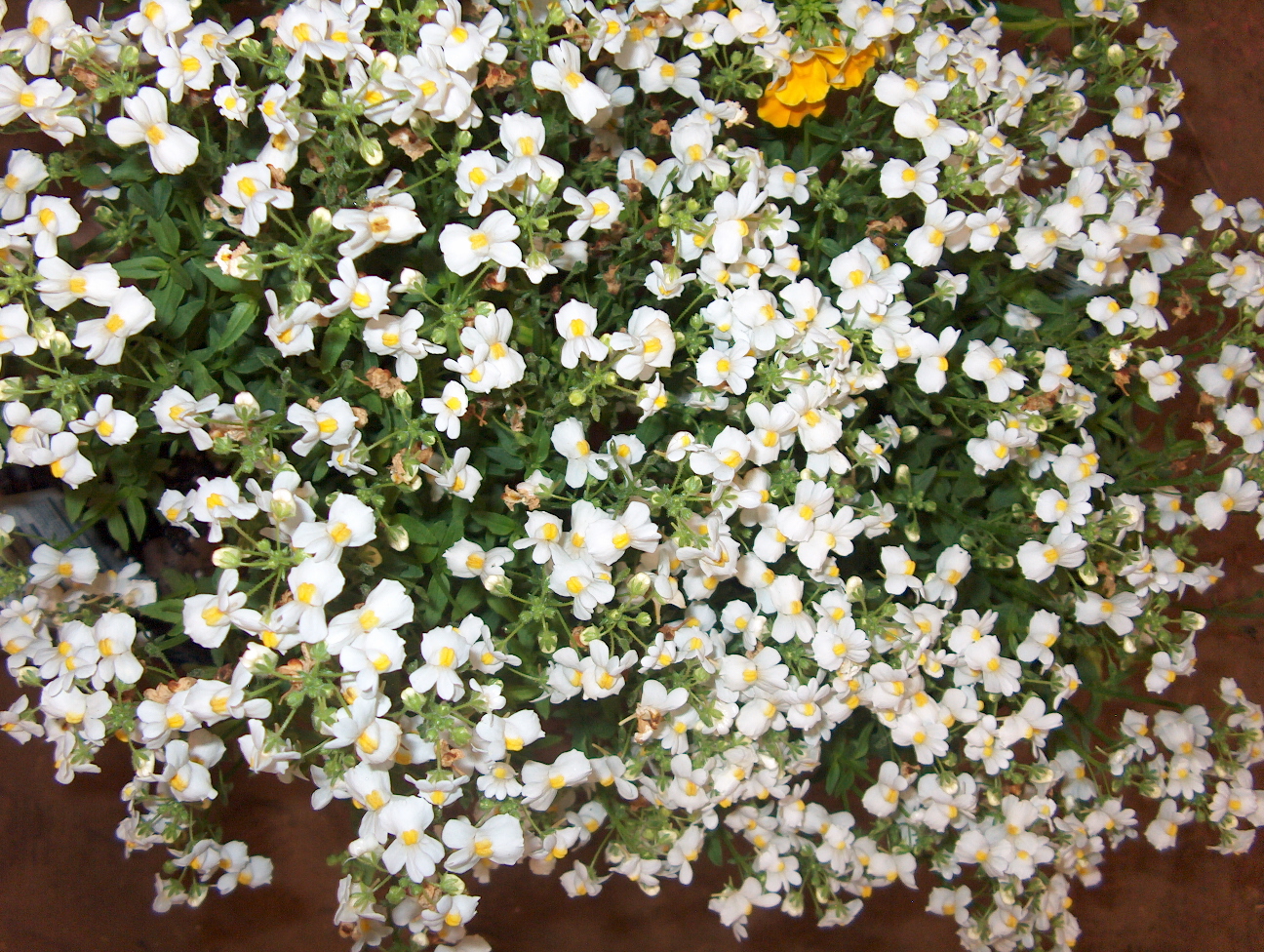 Nemesia fruticans 'Compact Innocence'  / Nemesia fruticans 'Compact Innocence' 