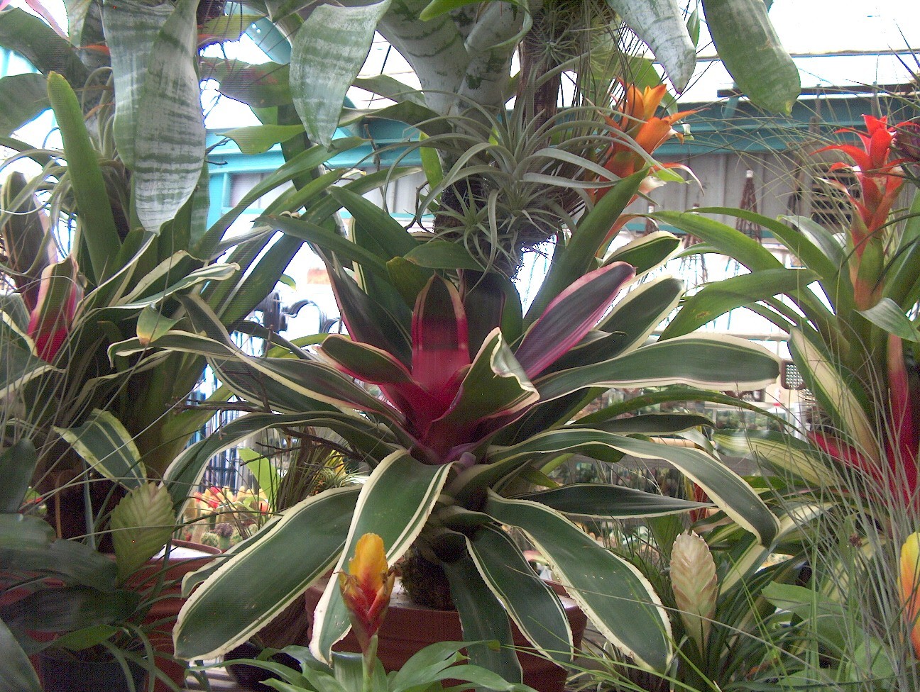 Neoregelia  'Morado' / Neoregelia  'Morado'