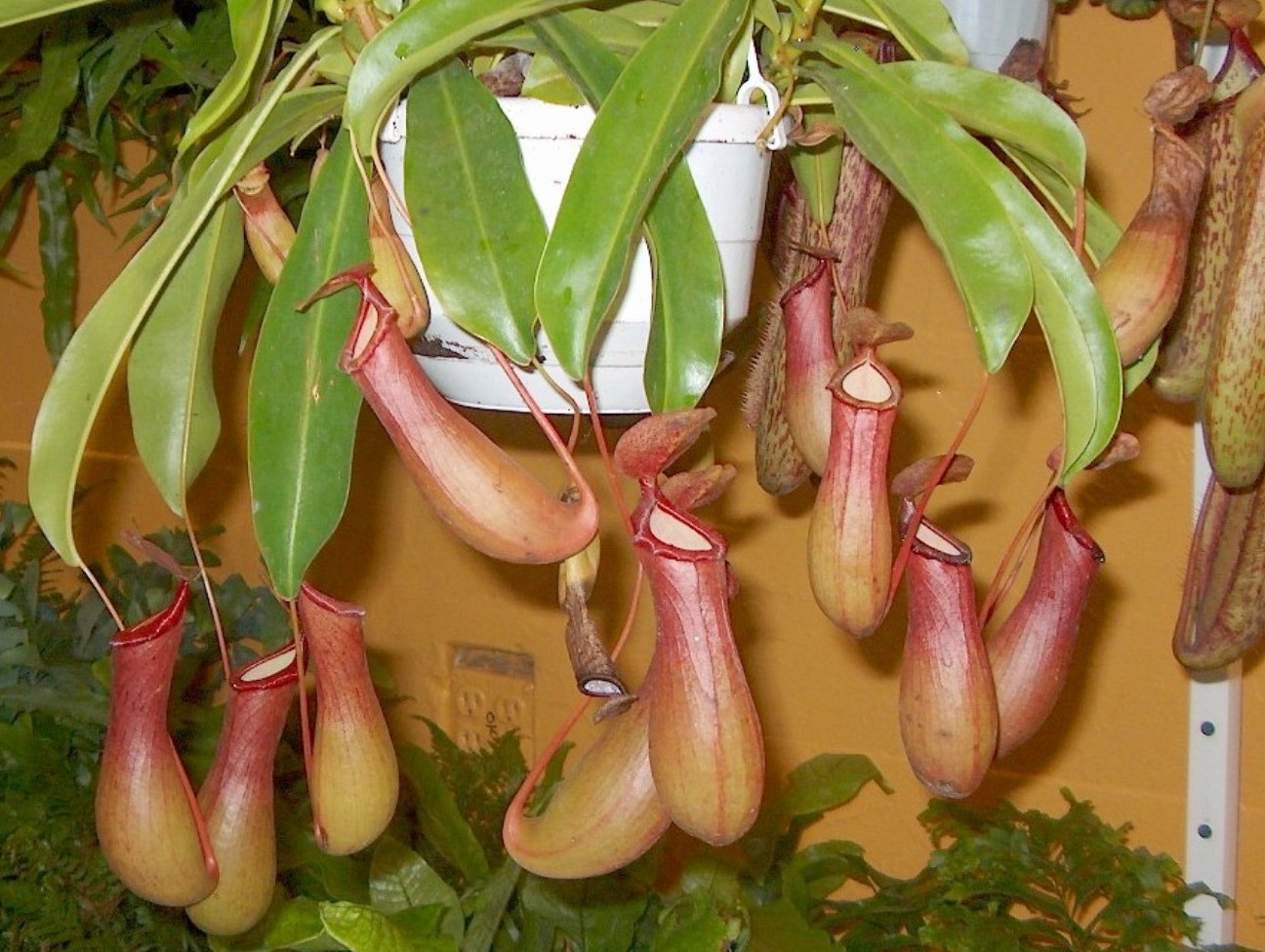 Nepenthes alata  / Pitcher Plant