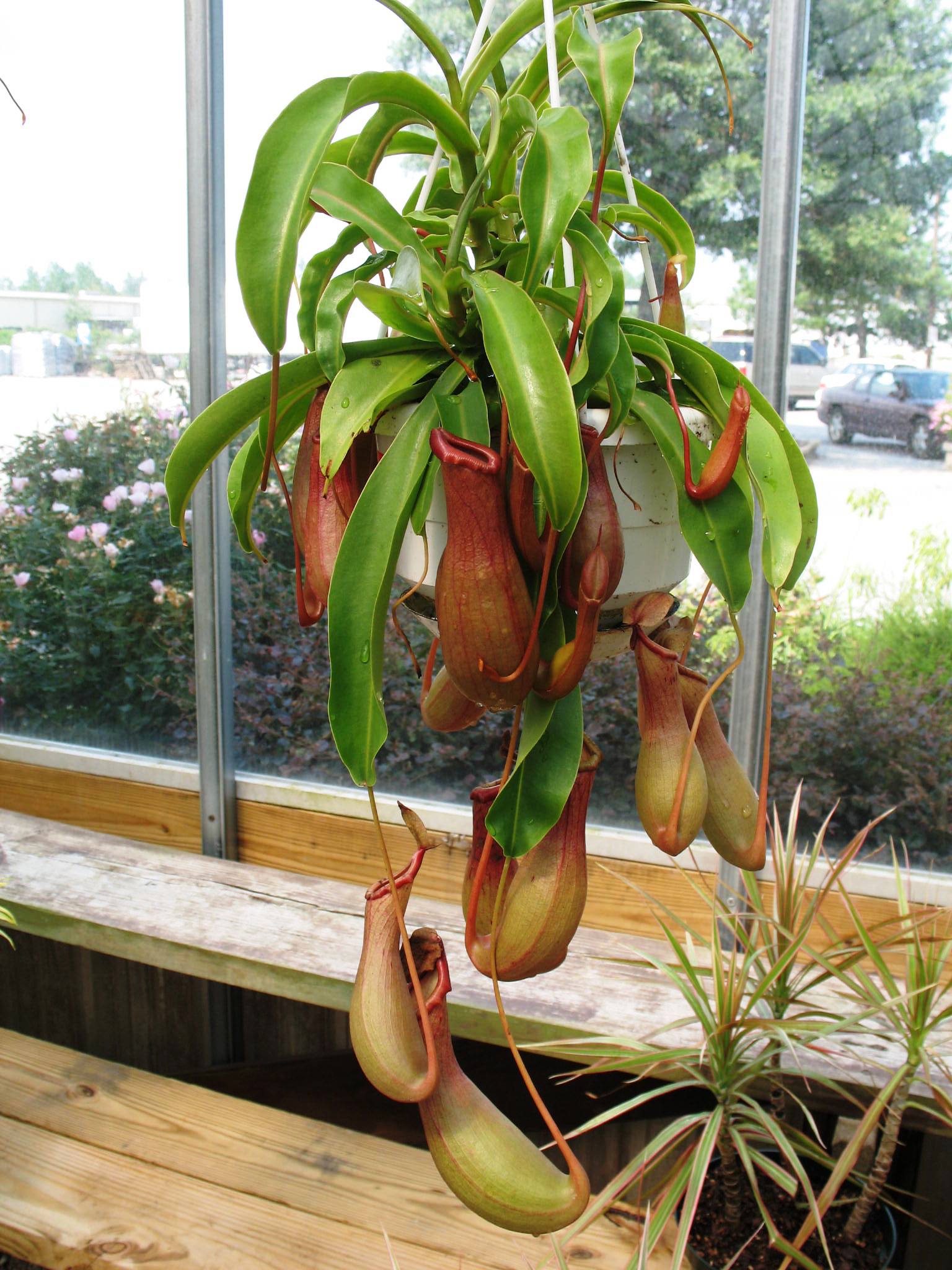 Nepenthes species  / Pitcher Plants