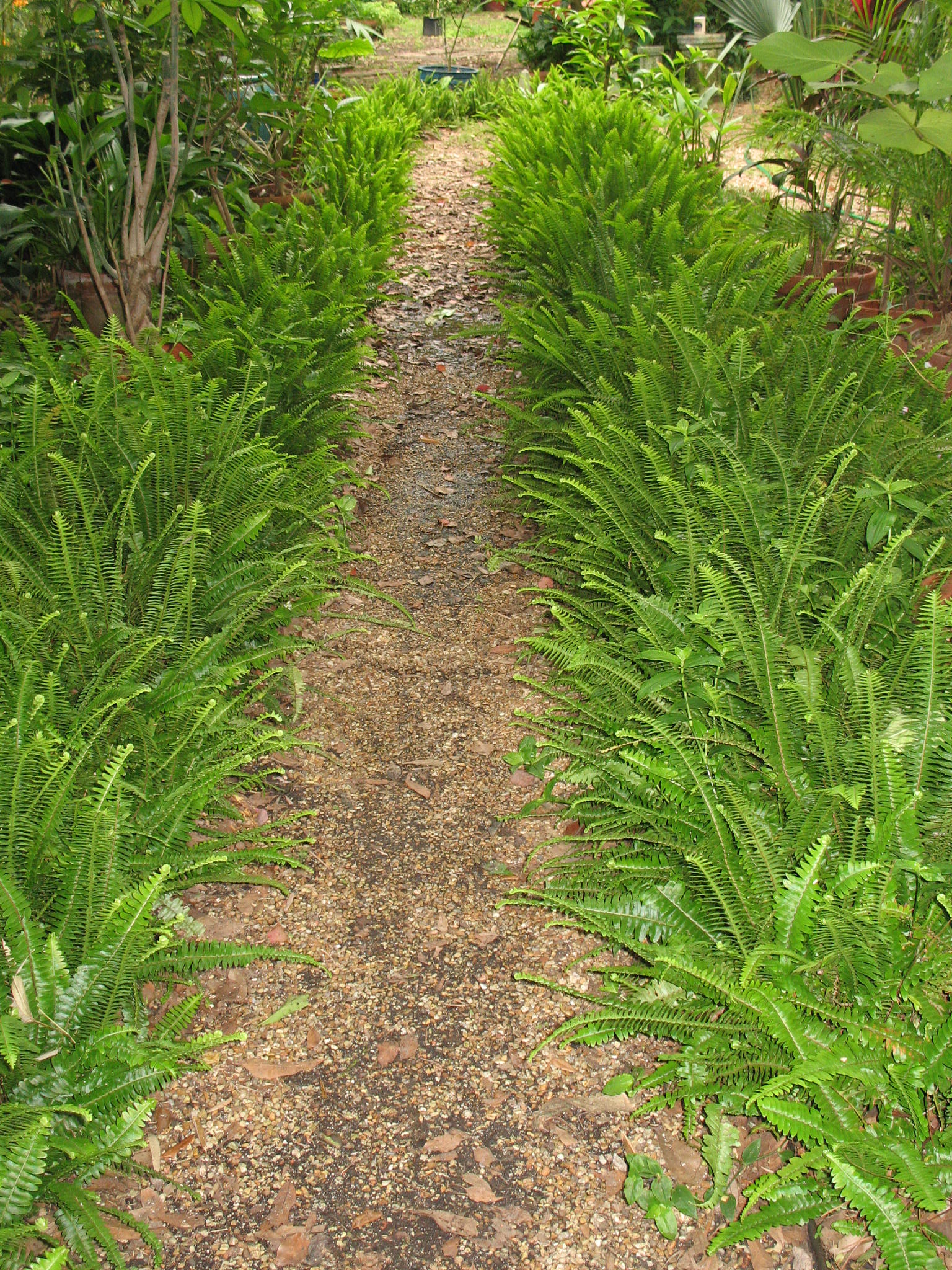 Nephrolepis auriculata  / Sword Fern