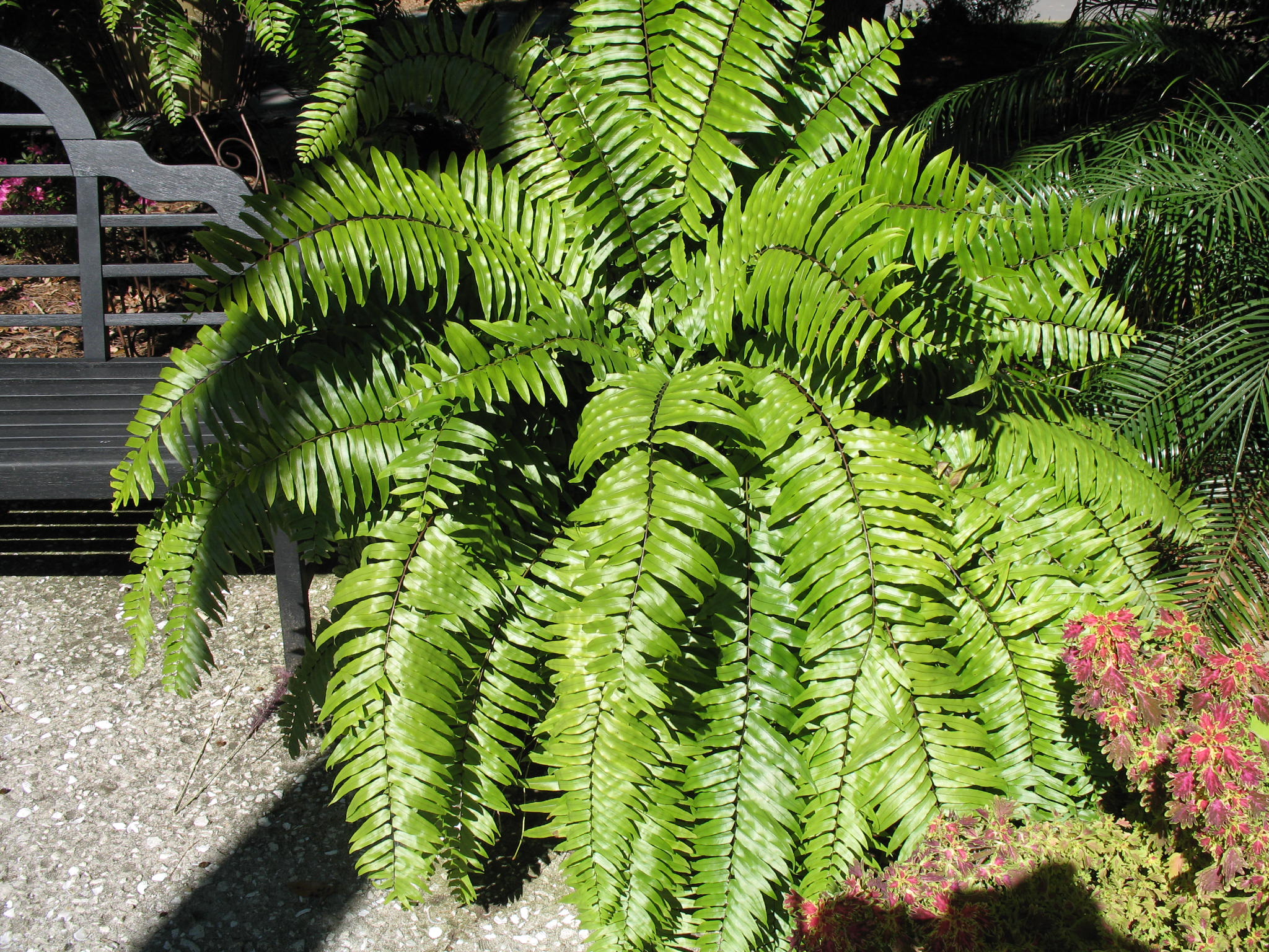 Nephrolepis biserrata 'Macho'  / Nephrolepis biserrata 'Macho' 