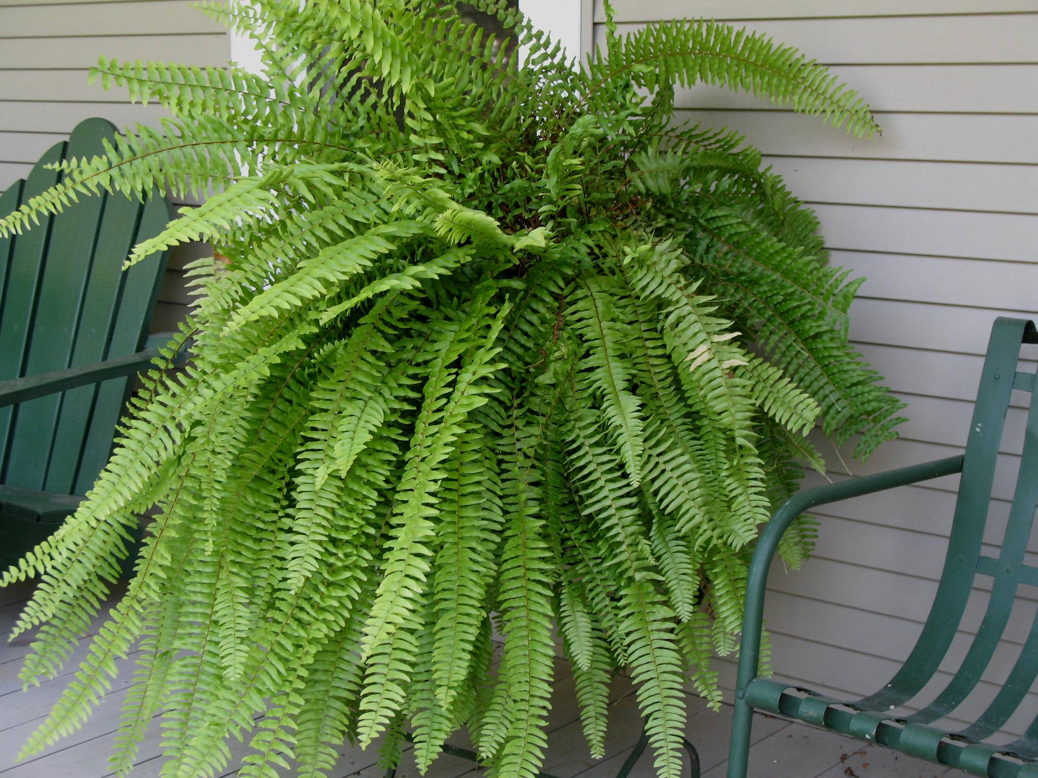 Nephrolepis exaltata 'Bostoniensis'  / Boston Fern