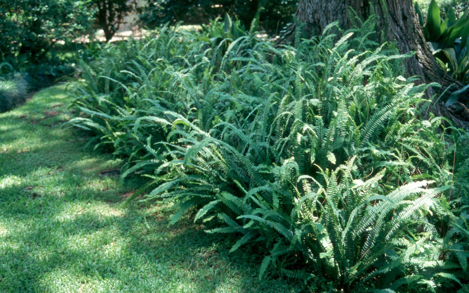 Nephrolepis exaltata  / Boston Fern