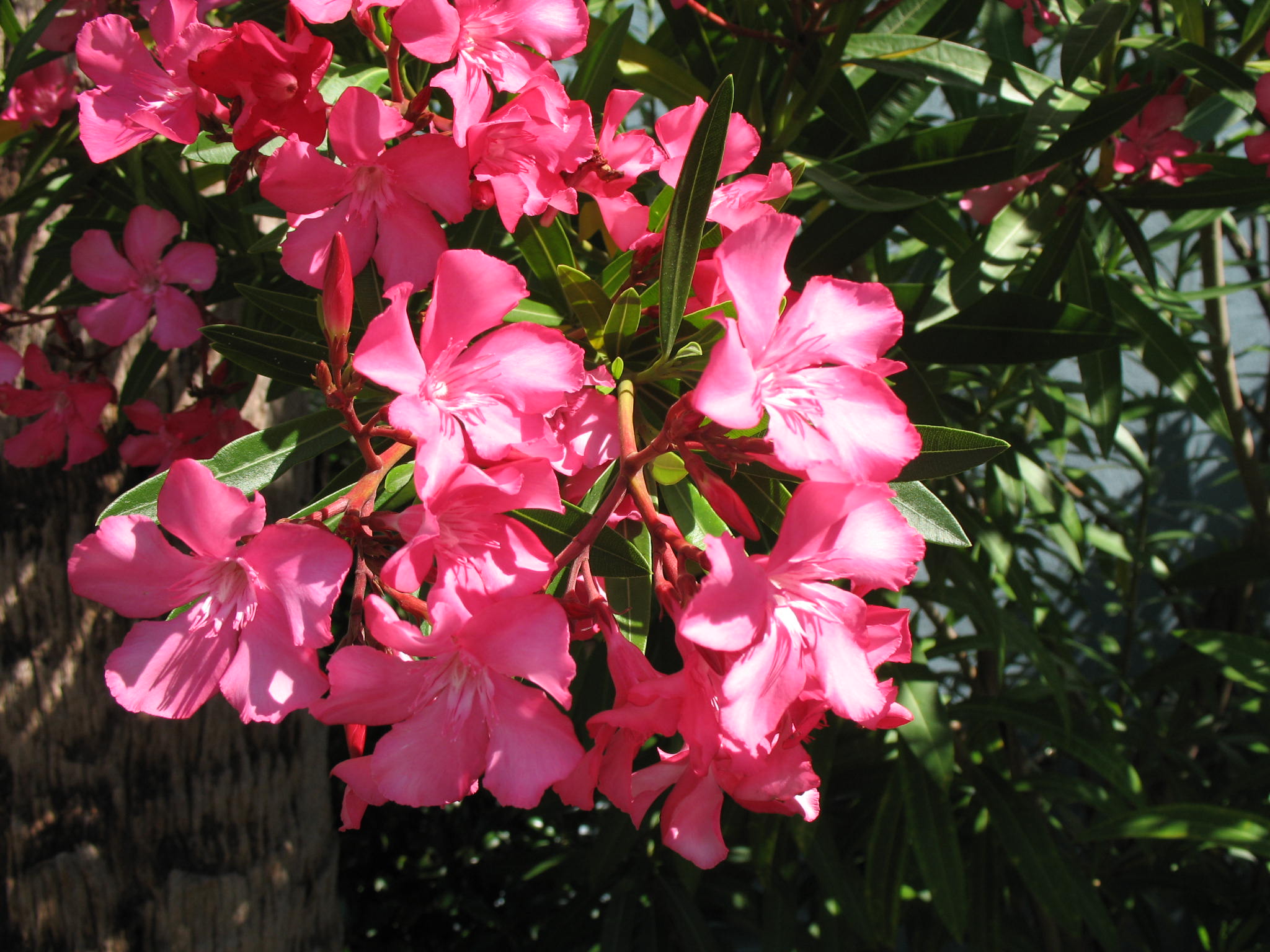 Nerium oleander 'Calypso'  / Calypso Oleander