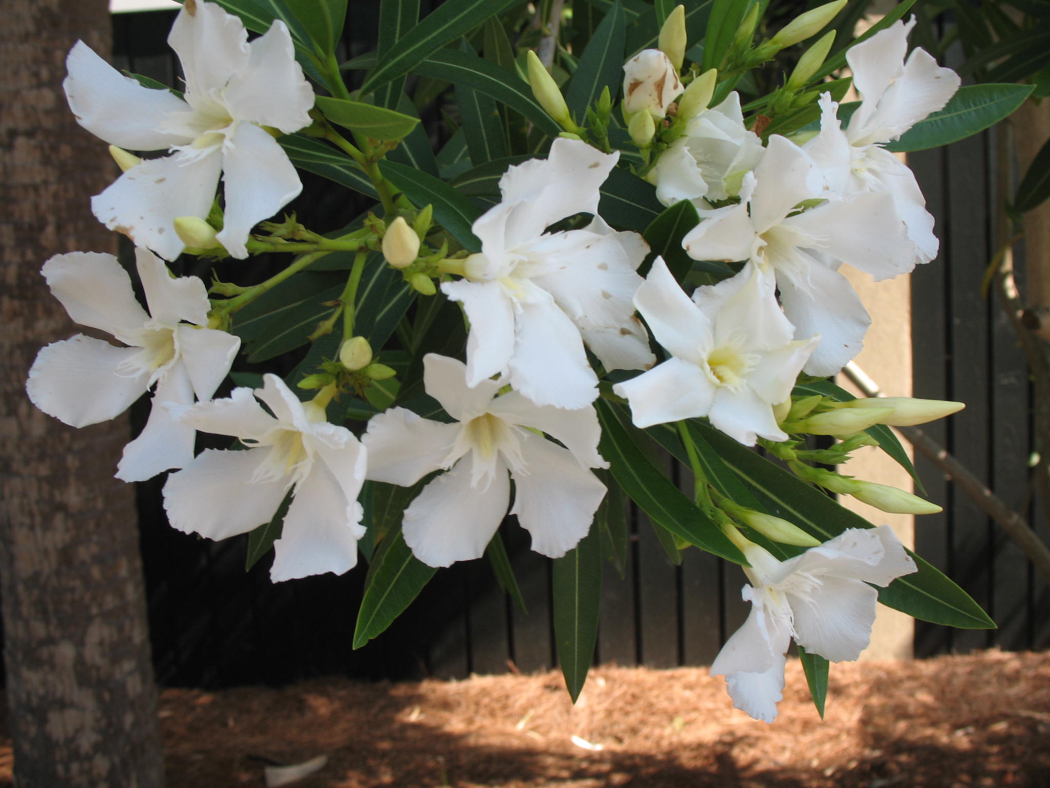 Nerium oleander 'Sister Agnes'  / Sister Agnes Oleander
