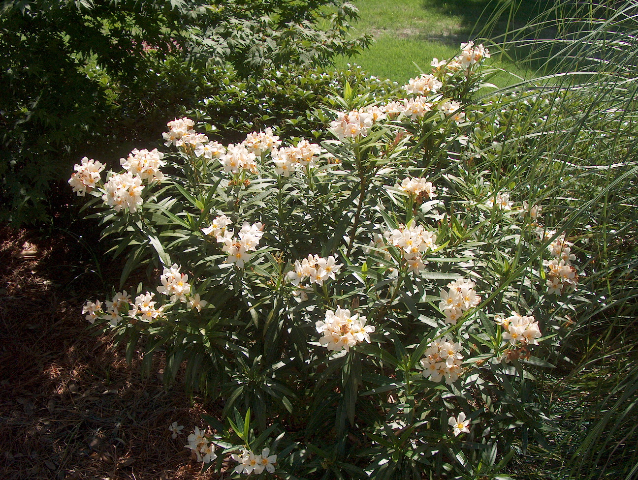 Nerium oleander 'Dwarf' / Dwarf Oleander
