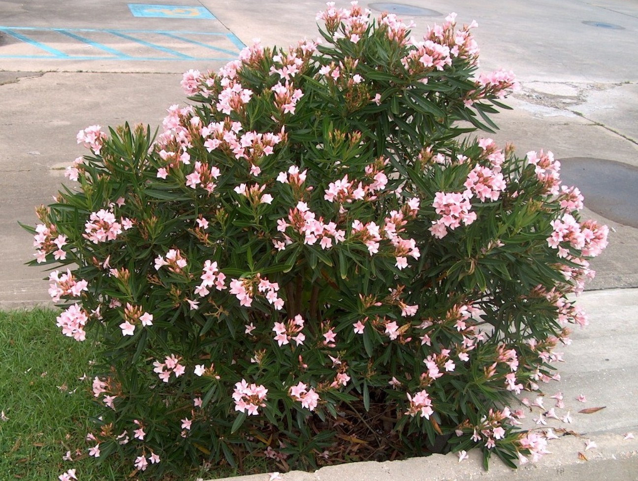 Nerium oleander 'Dwarf Pink' / Dwarf Pink Oleander