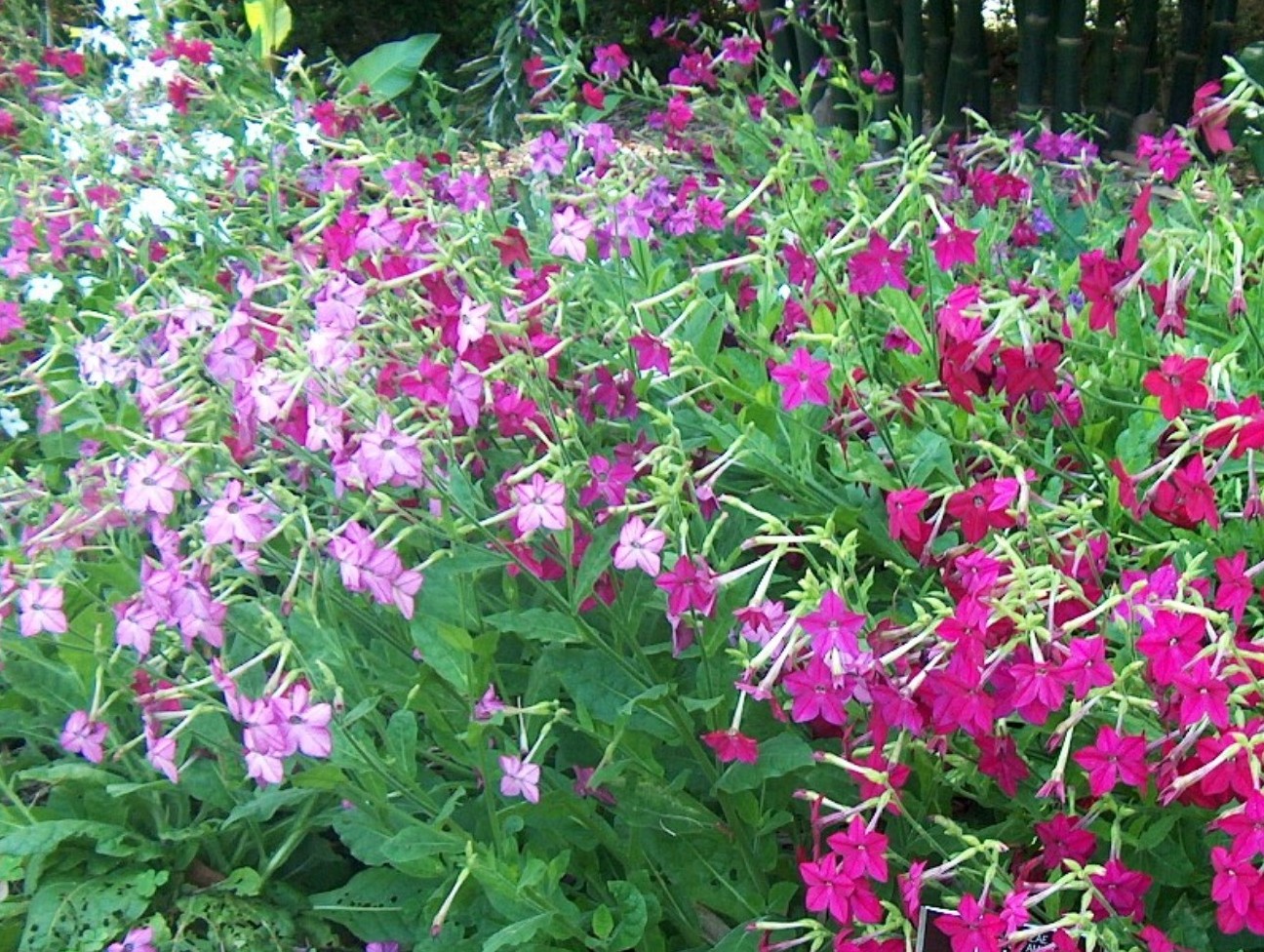 Nicotiana alata  / Nicotiana alata 