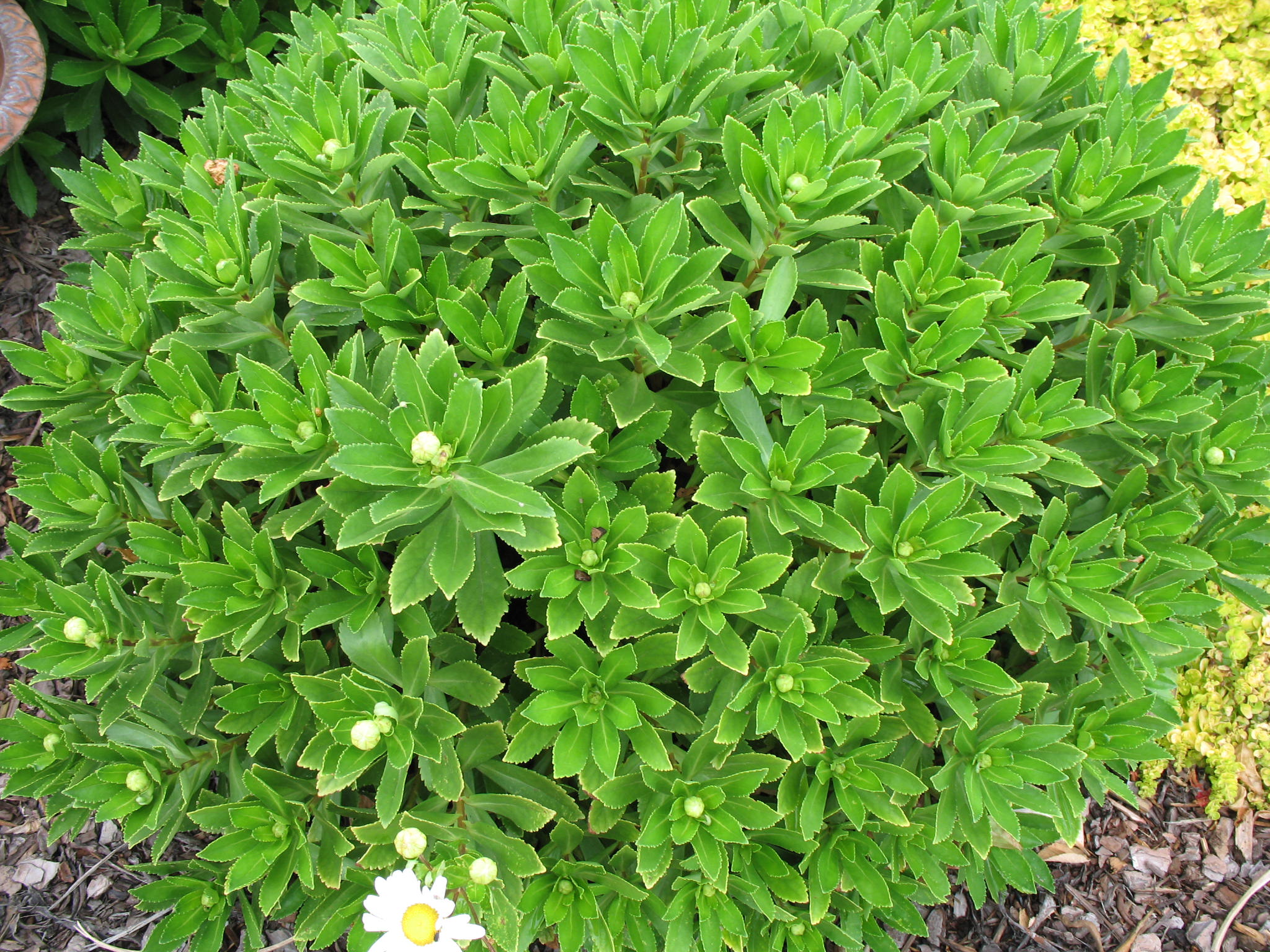 Nipponanthemum nipponicum / Montauk Daisy