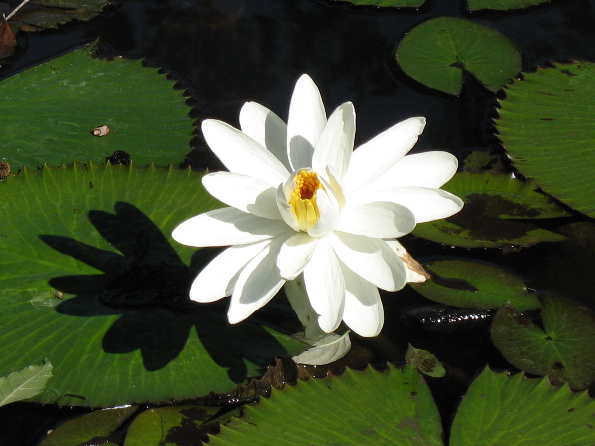 Nymphaea species / Water Lily