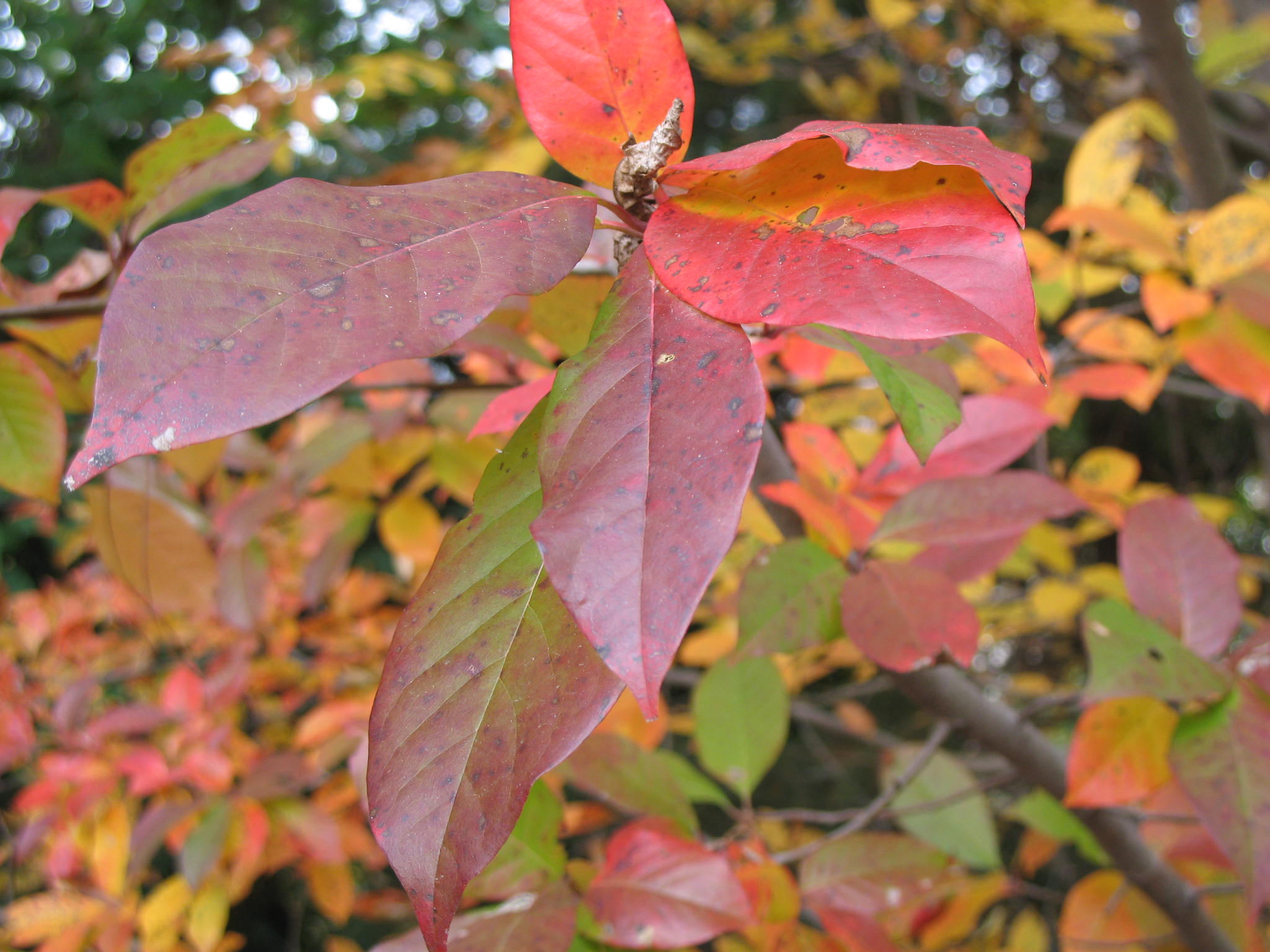 Nyssa sinensis  / Nyssa sinensis 