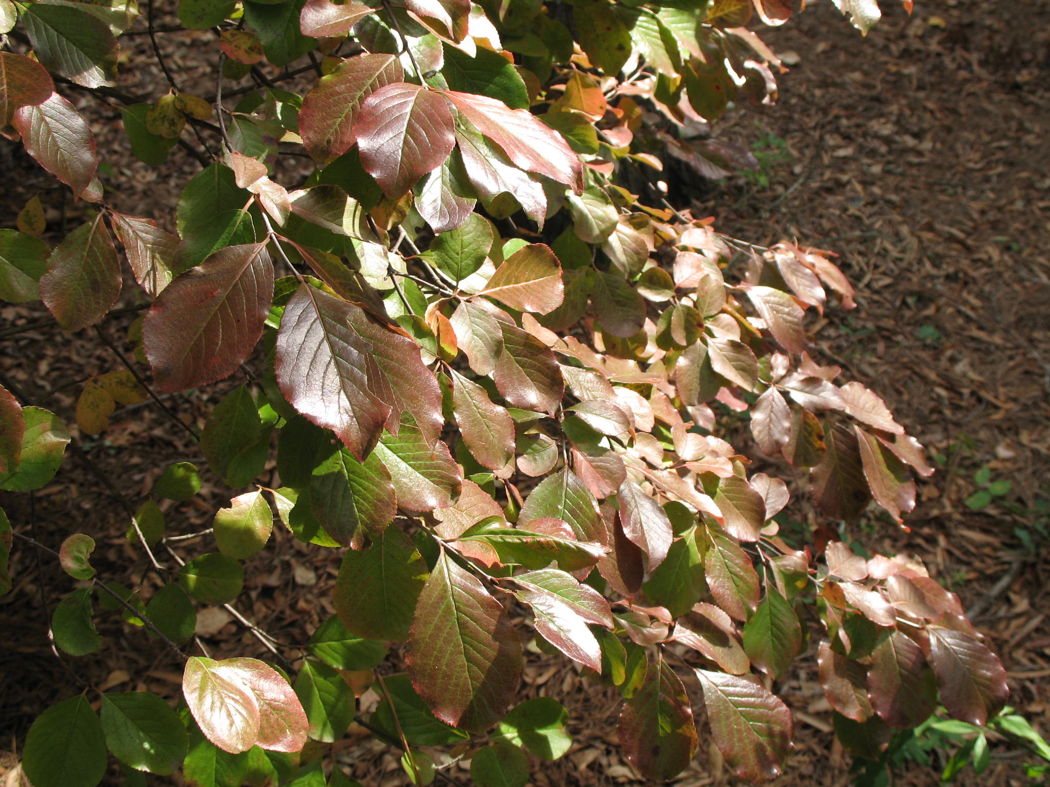 Nyssa sylvatica  / Black Gum