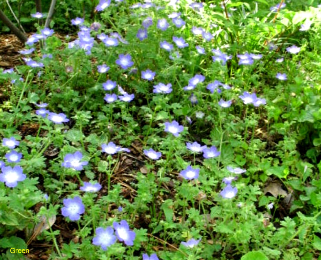 Nemophila menziesii / Mini Impatiens