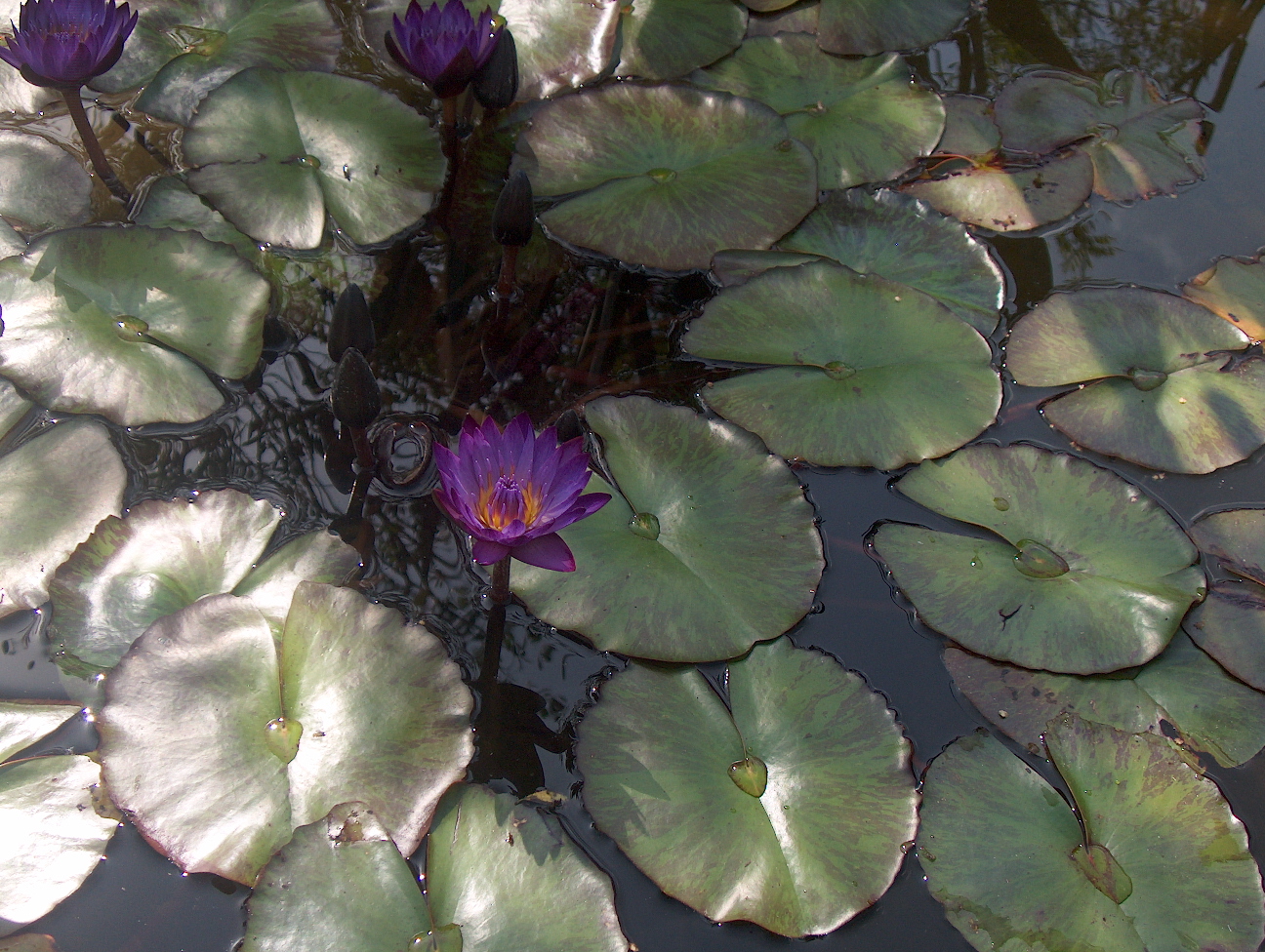 Nymphaea 'Lindsey Woods'  / Nymphaea 'Lindsey Woods' 