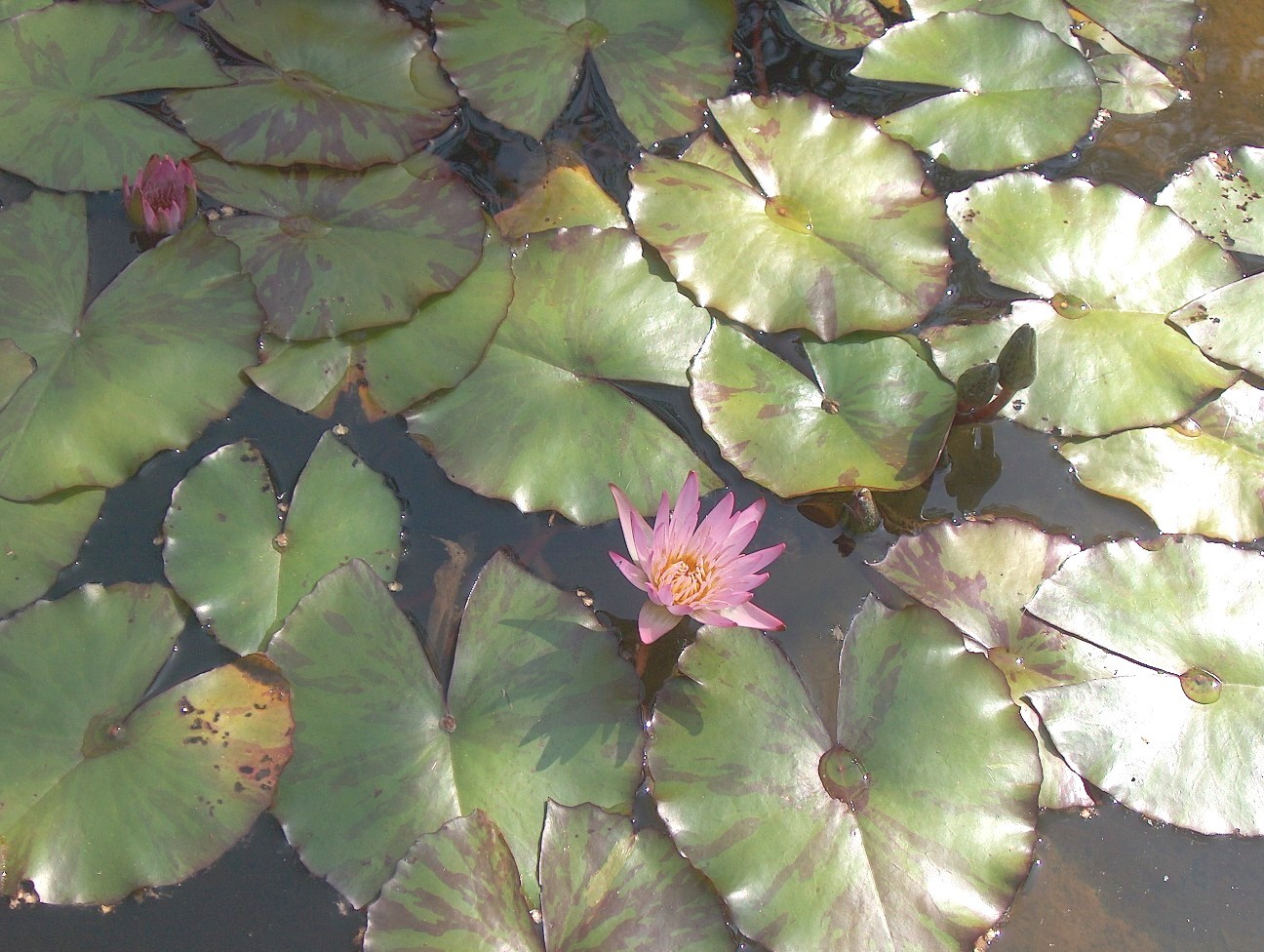 Nymphaea 'Madame Ganna Walska' / Madame Ganna Walska Water Lily