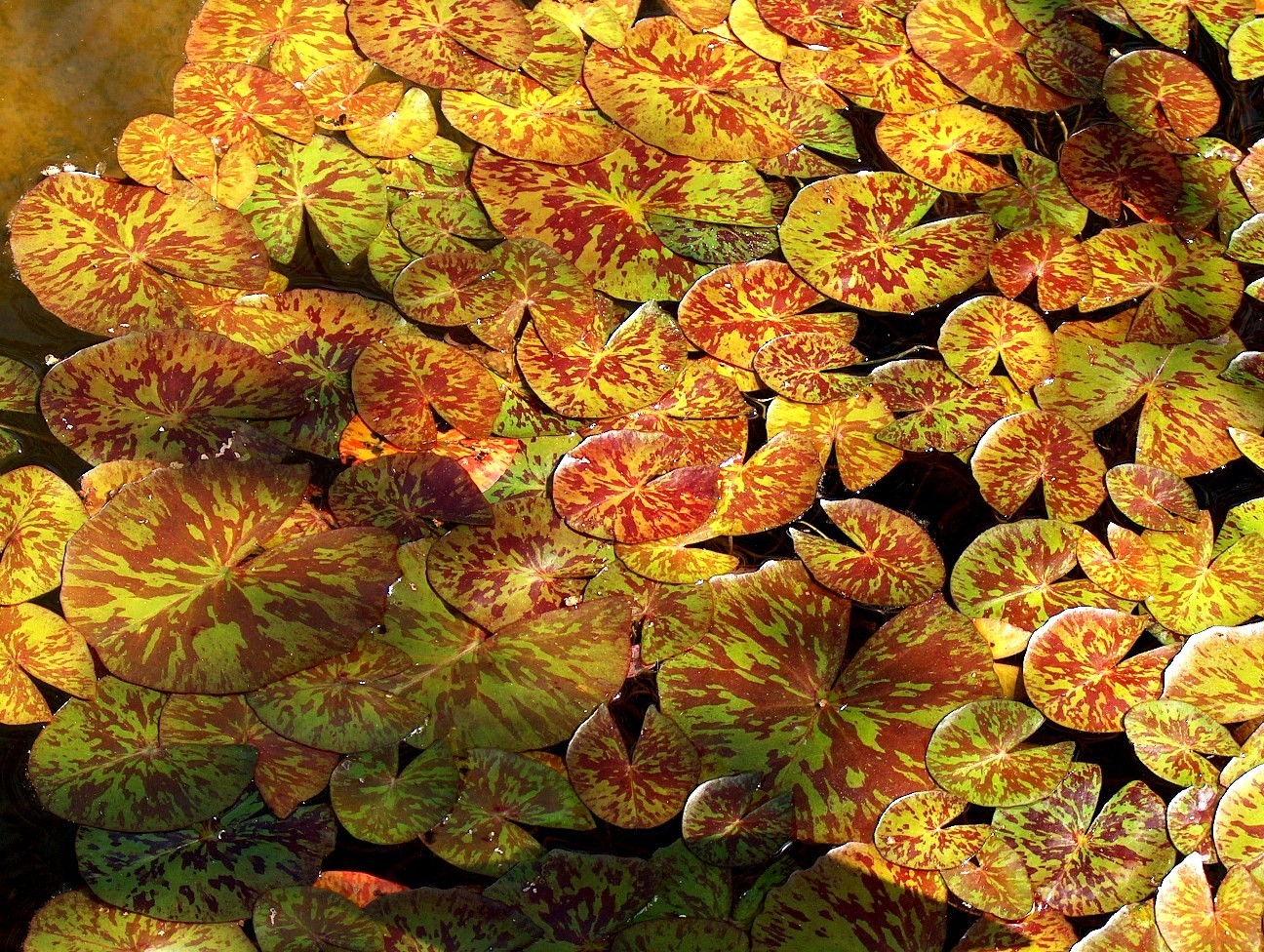 Nymphaea  'Albert Greenburg' / Albert Greenburg Water Lily