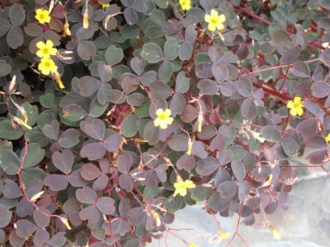 Oxalis vulcanicola 'Summer Velvet' / Oxalis vulcanicola 'Summer Velvet'