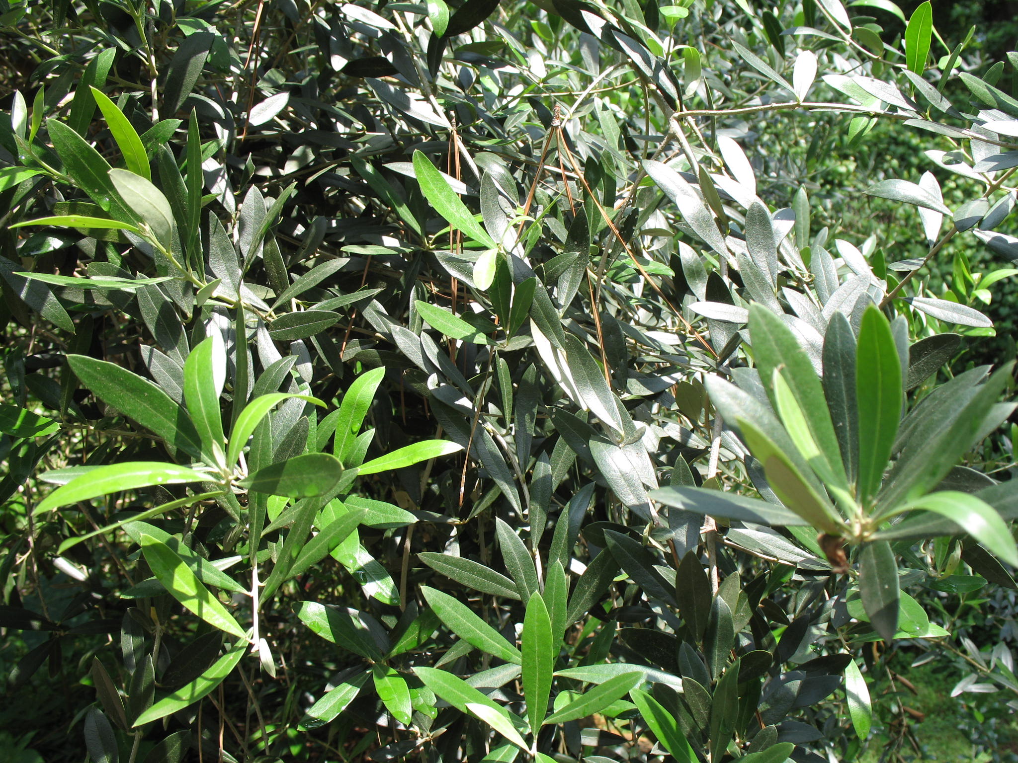 Olea europaea / Common Olive