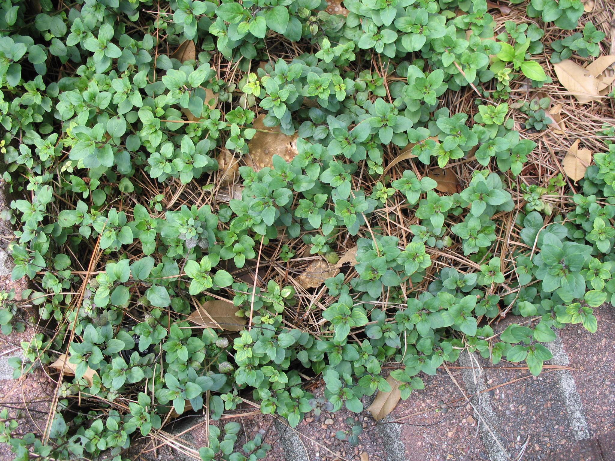 Origanum laevigatum 'Herrenhausen'  / Origanum laevigatum 'Herrenhausen' 