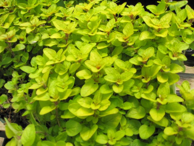 Origanum vulgare 'Aureum' / Golden Oregano, Creeping Golden Marjoram