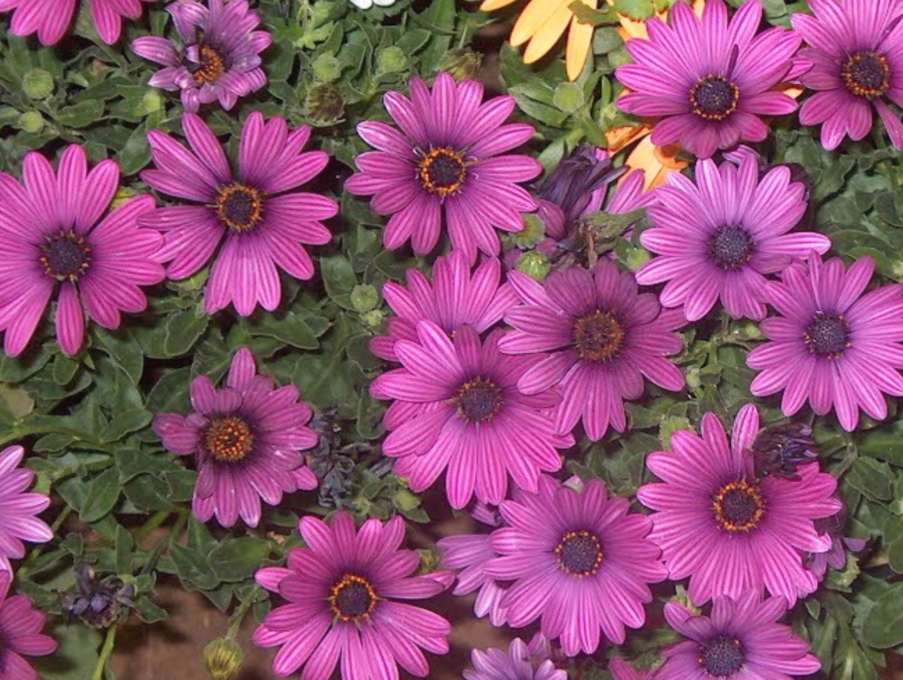 Osteospermum hybrid  'Soprano Purple'   / Soprano Purple Daisy