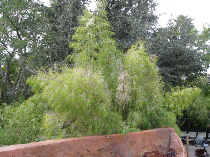 Otatea acuminata aztecorum / Otatea acuminata aztecorum